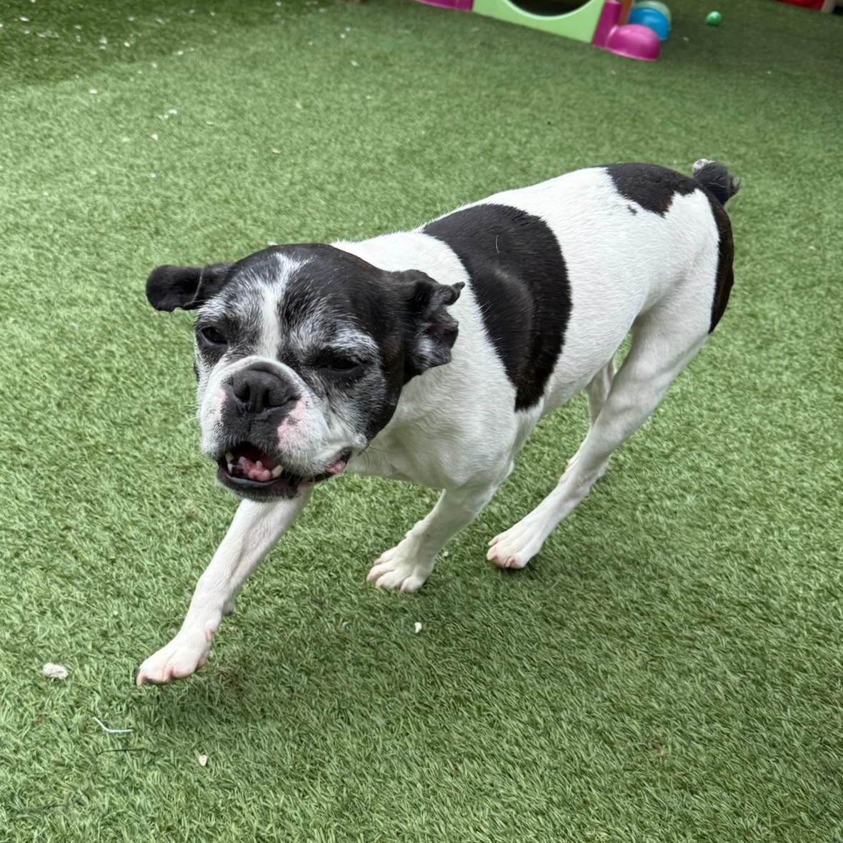 Bob Marley, a Adoptable mixed breed in Groton, CT image 5/6