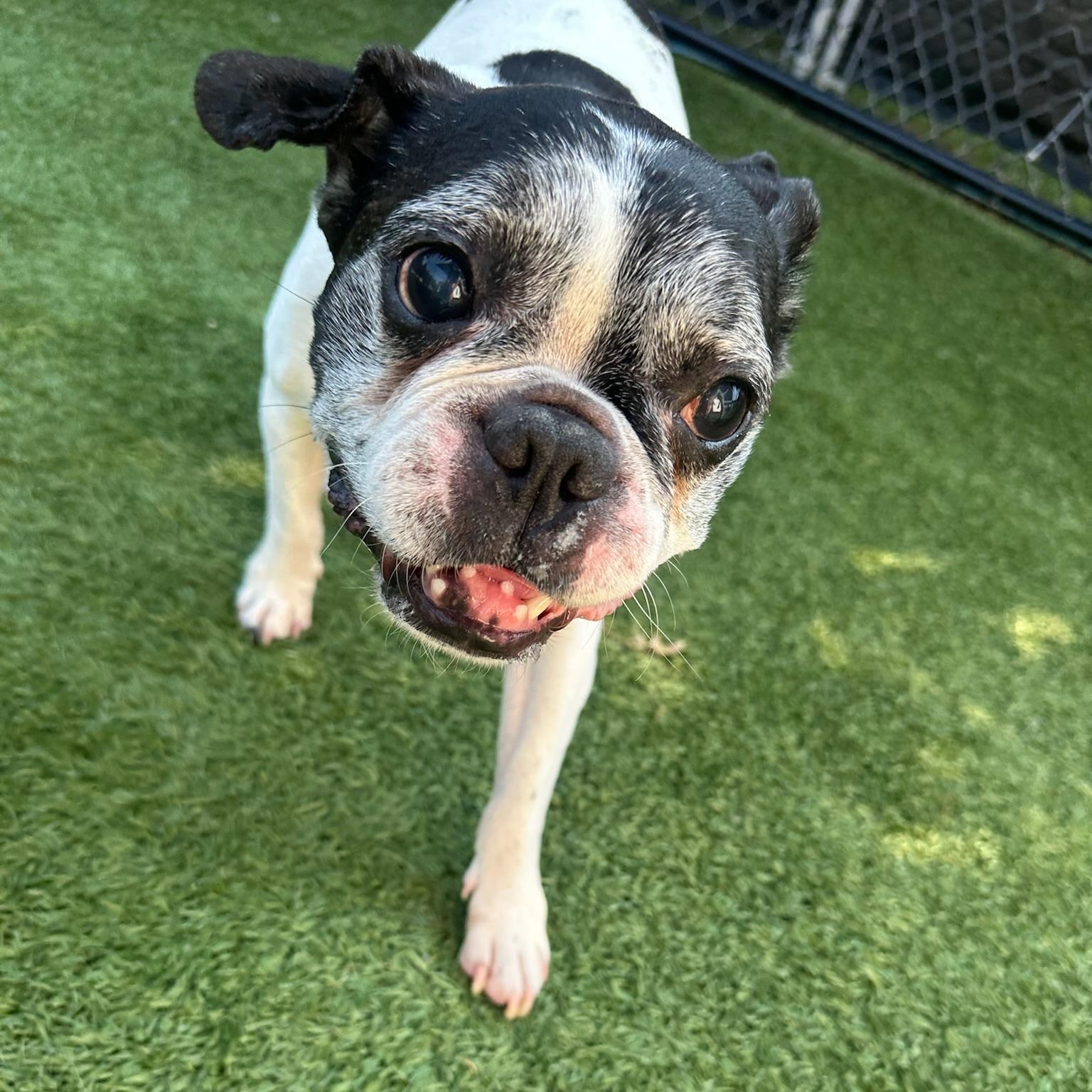Bob Marley, a Adoptable mixed breed in Groton, CT image 6/6