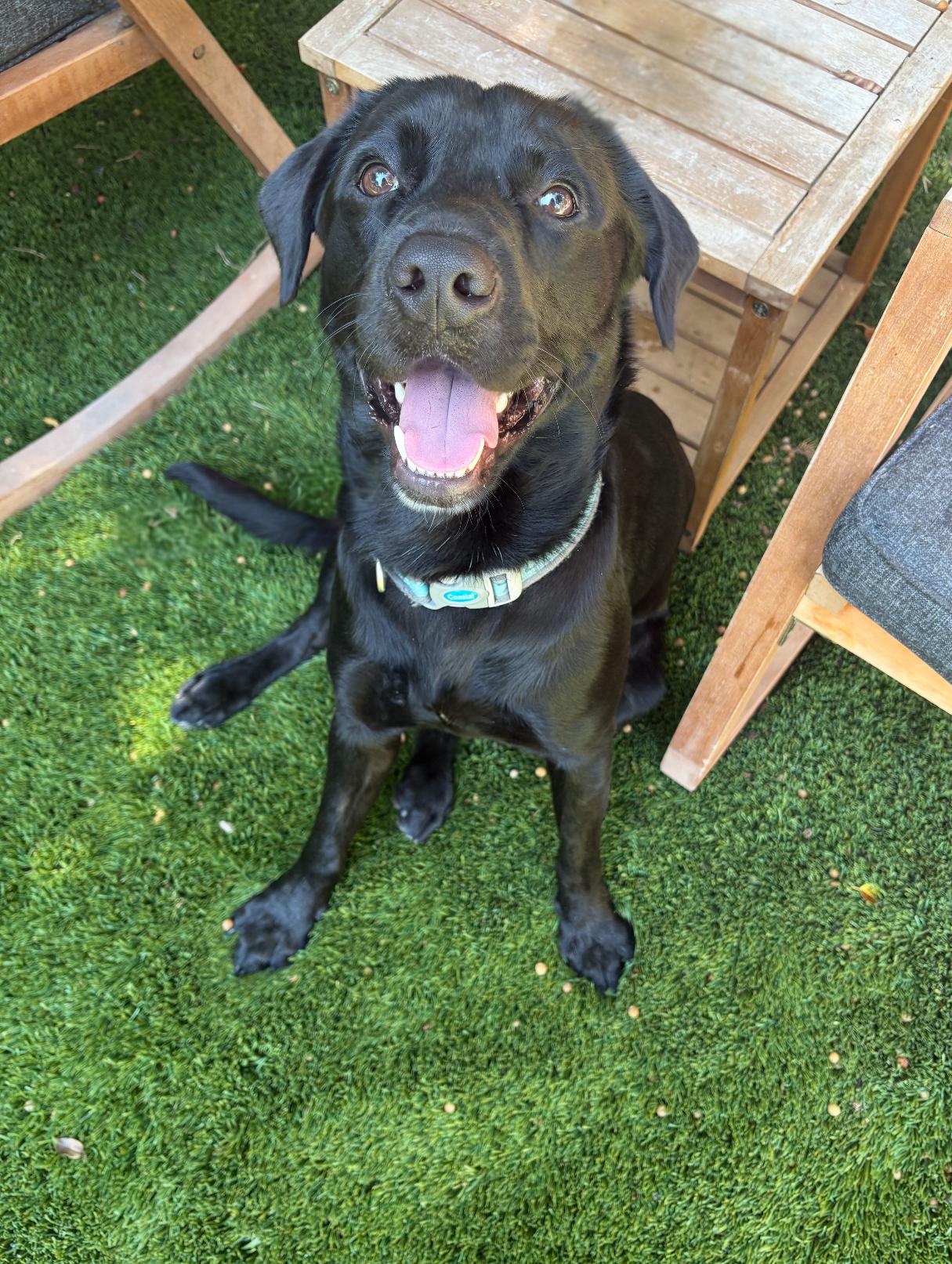 Beau, a Adoptable mixed breed in West Hollywood, CA image 1/6