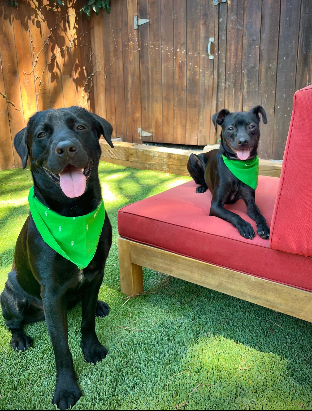 Beau, a Adoptable mixed breed in West Hollywood, CA image 4/6