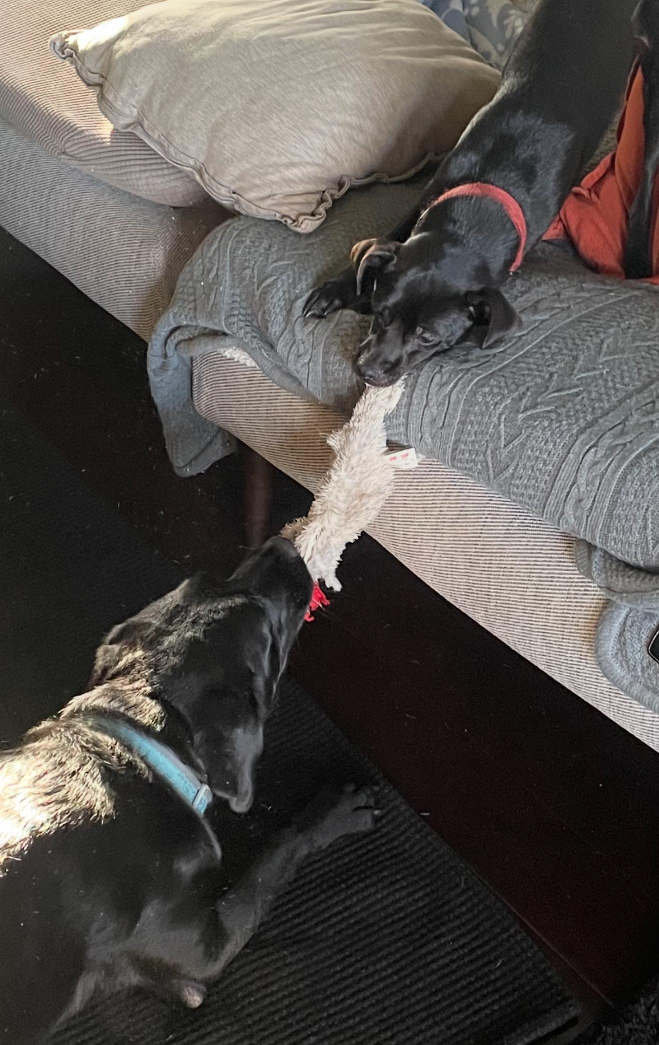 Beau, a Adoptable mixed breed in West Hollywood, CA image 6/6