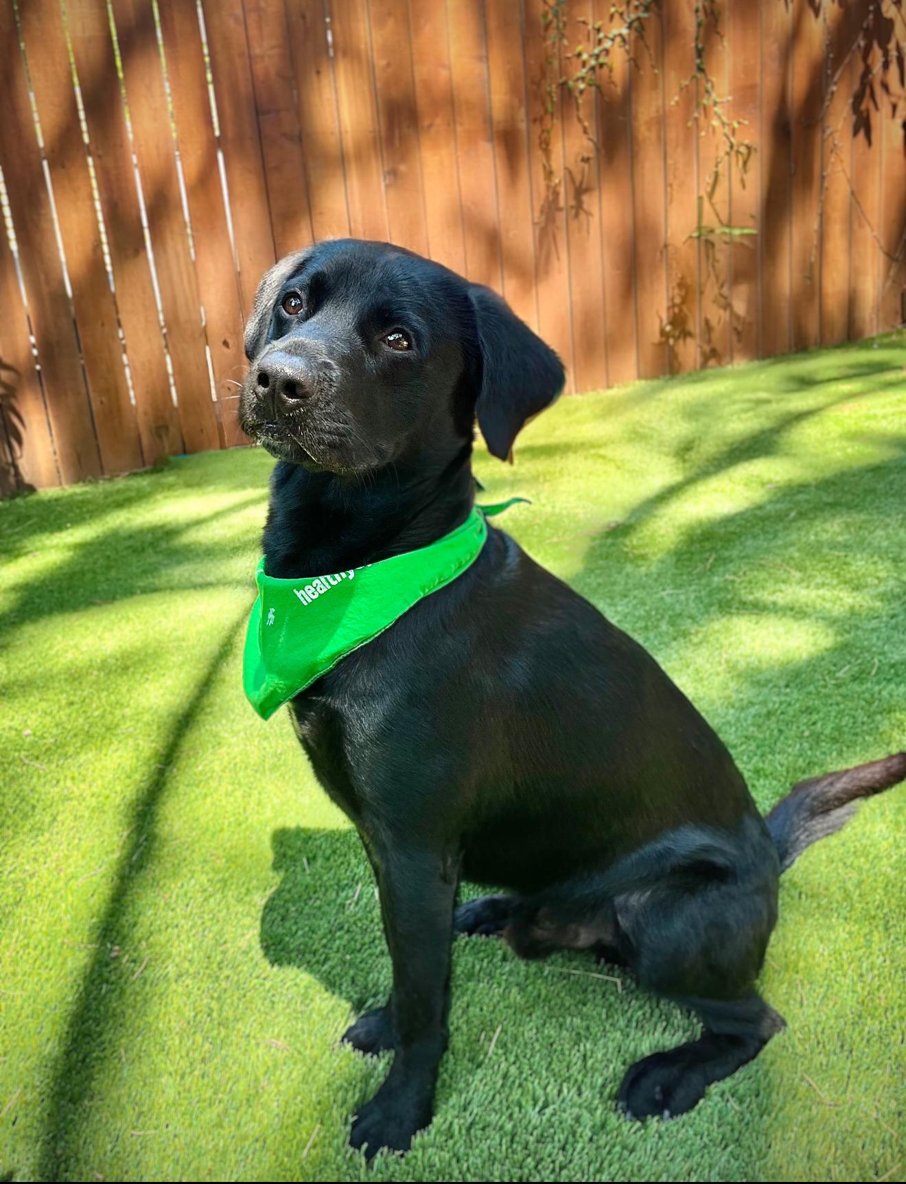 Beau, a Adoptable mixed breed in West Hollywood, CA image 2/6