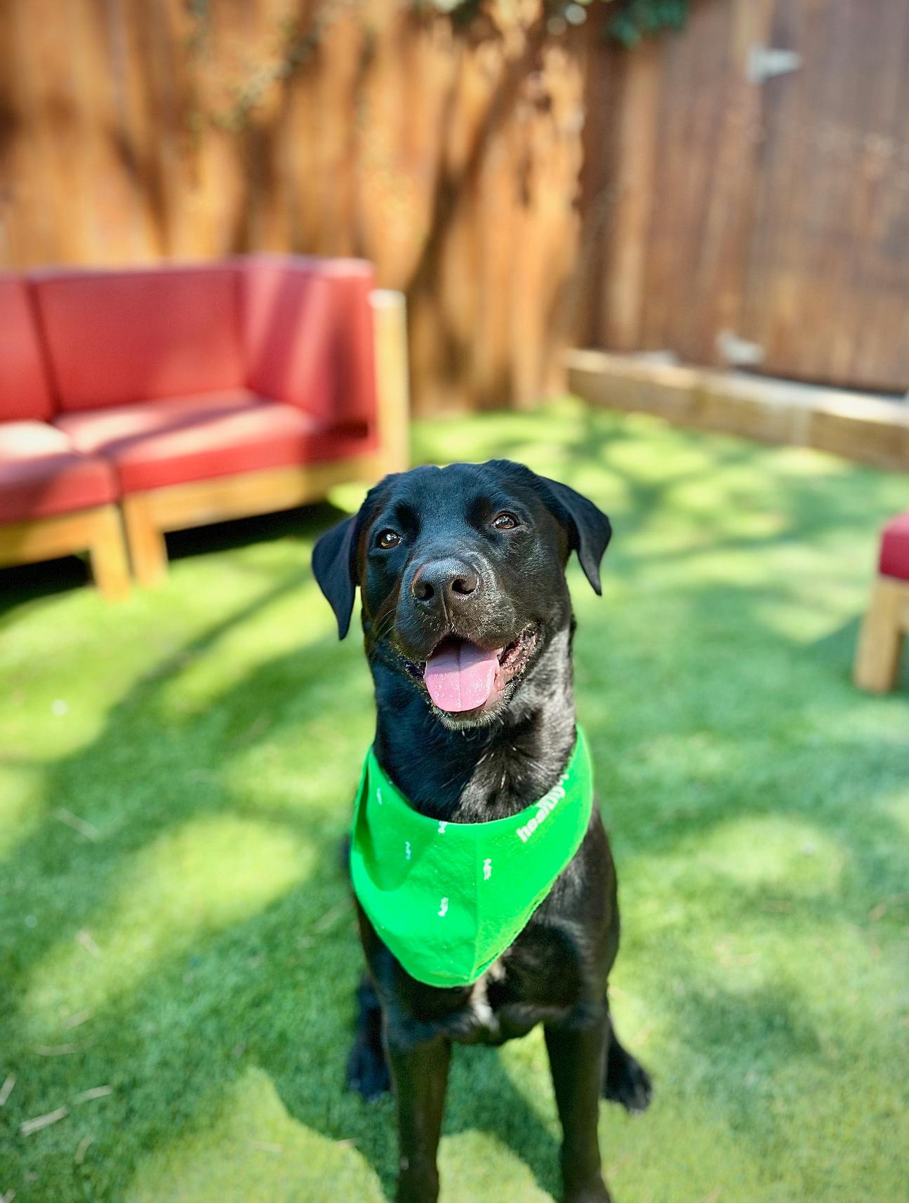 Beau, a Adoptable mixed breed in West Hollywood, CA image 5/6