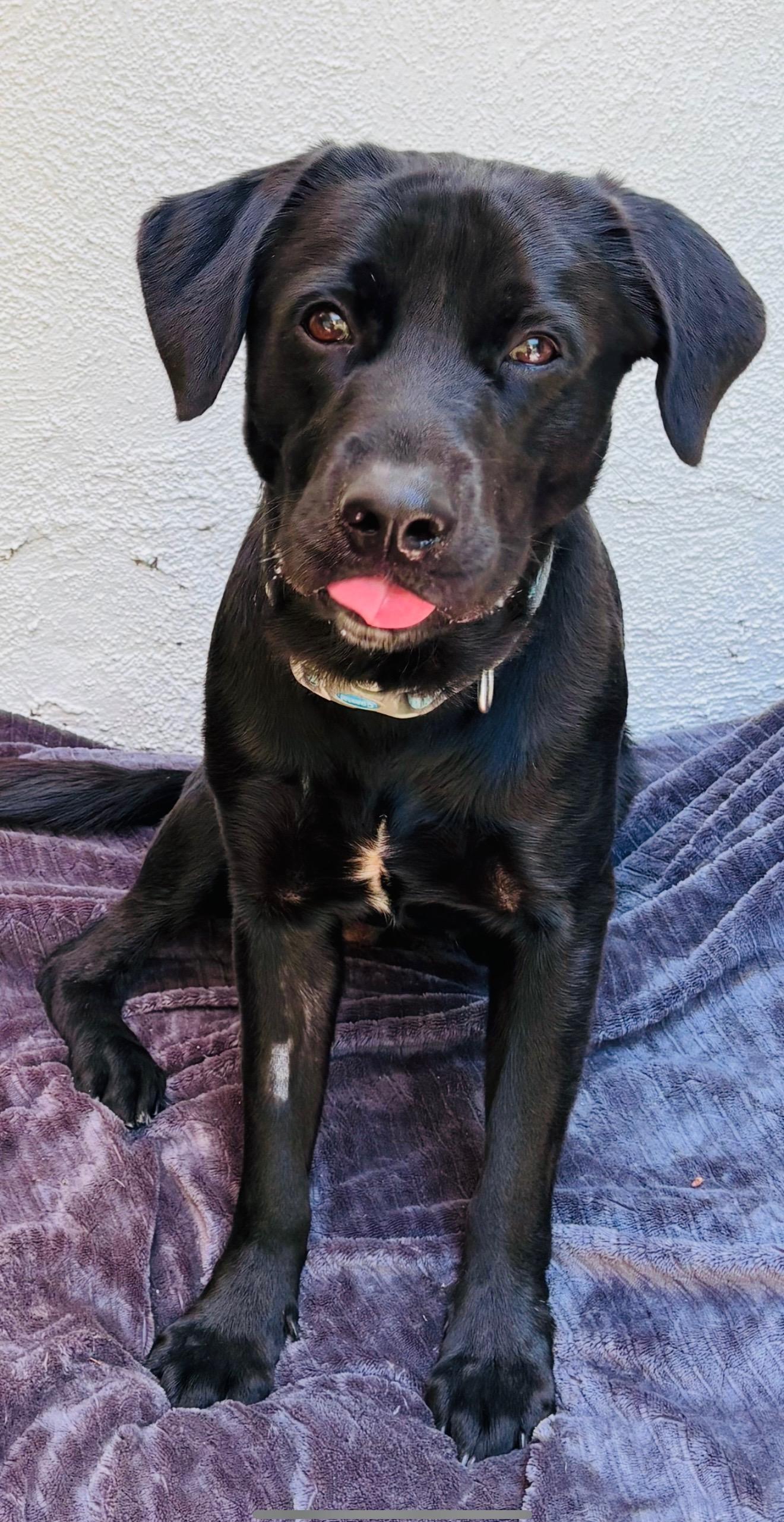 Beau, a Adoptable mixed breed in West Hollywood, CA image 3/6