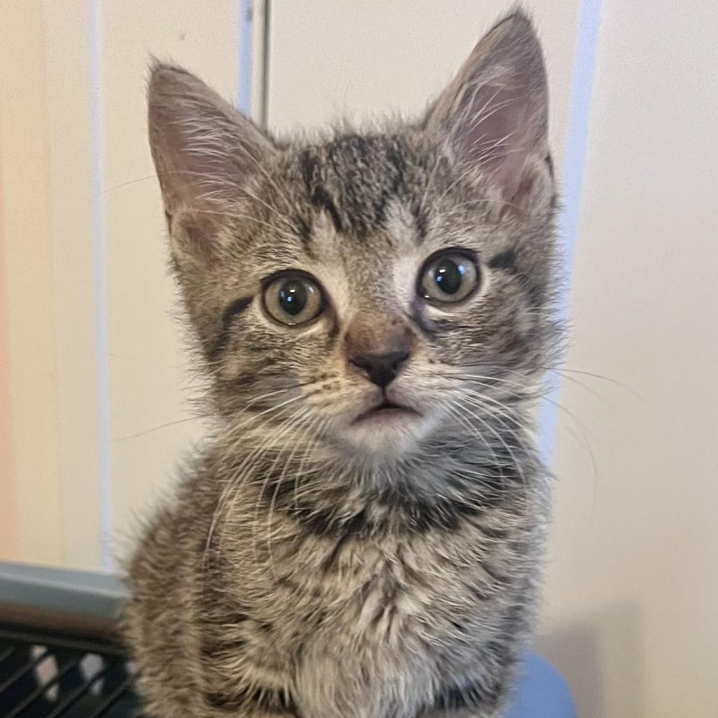 Cement Mixer, Adoptable, Kitten Male Domestic Short Hair.