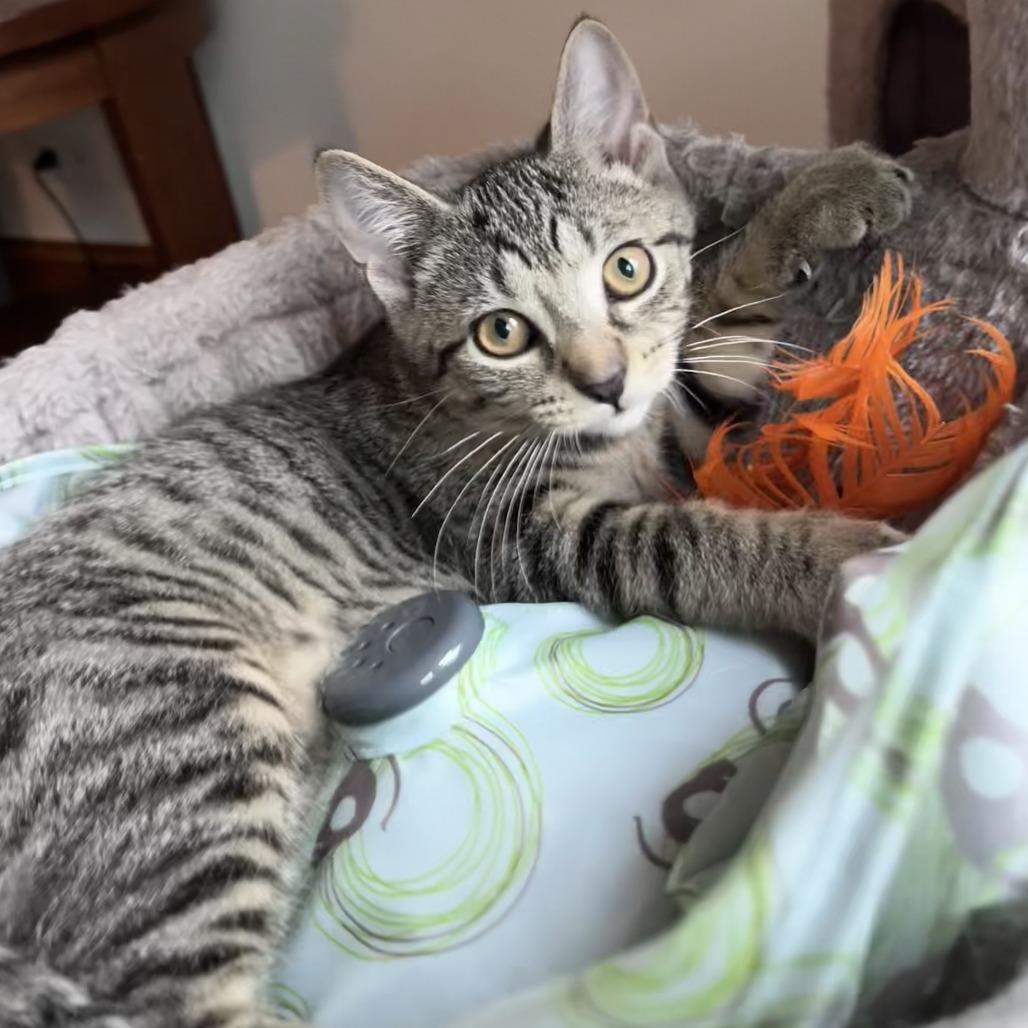 Cement Mixer, a Adoptable Domestic Short Hair in Evanston, IL image 2/6