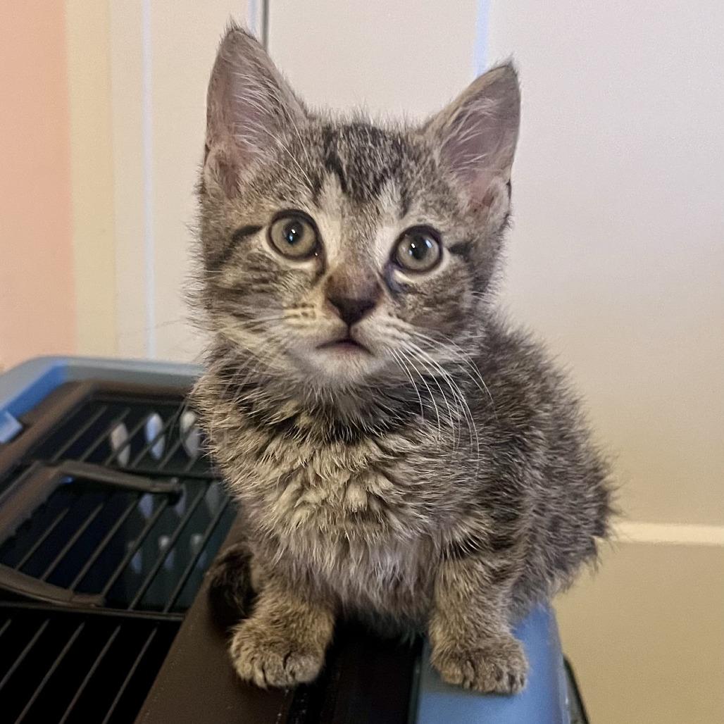 Cement Mixer, a Adoptable Domestic Short Hair in Evanston, IL image 3/6
