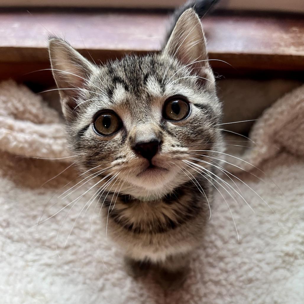 Cement Mixer, a Adoptable Domestic Short Hair in Evanston, IL image 4/6