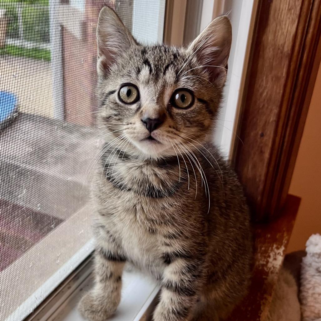 Cement Mixer, a Adoptable Domestic Short Hair in Evanston, IL image 5/6