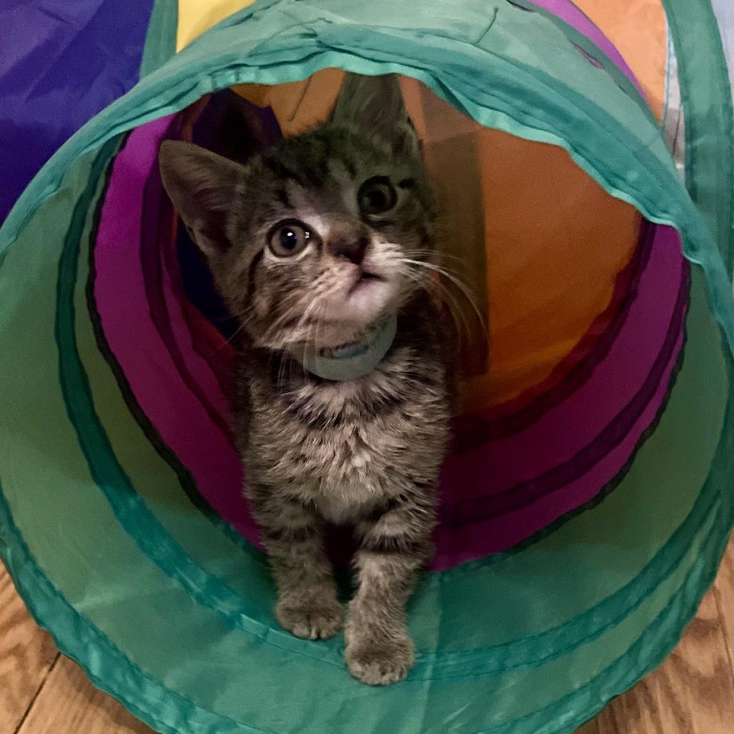 Cement Mixer, a Adoptable Domestic Short Hair in Evanston, IL image 6/6