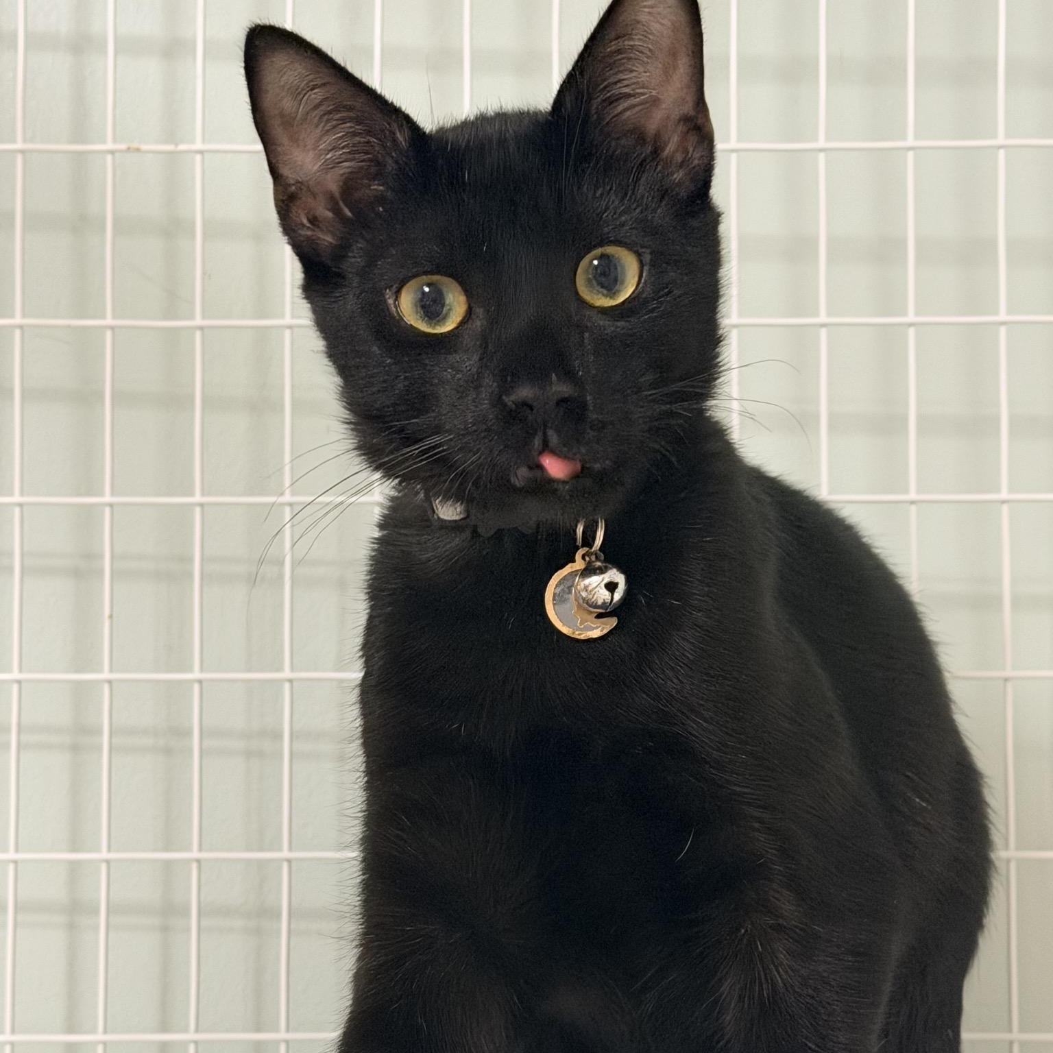 Smaug, ADOPTABLE, Kitten Male Domestic Short Hair.