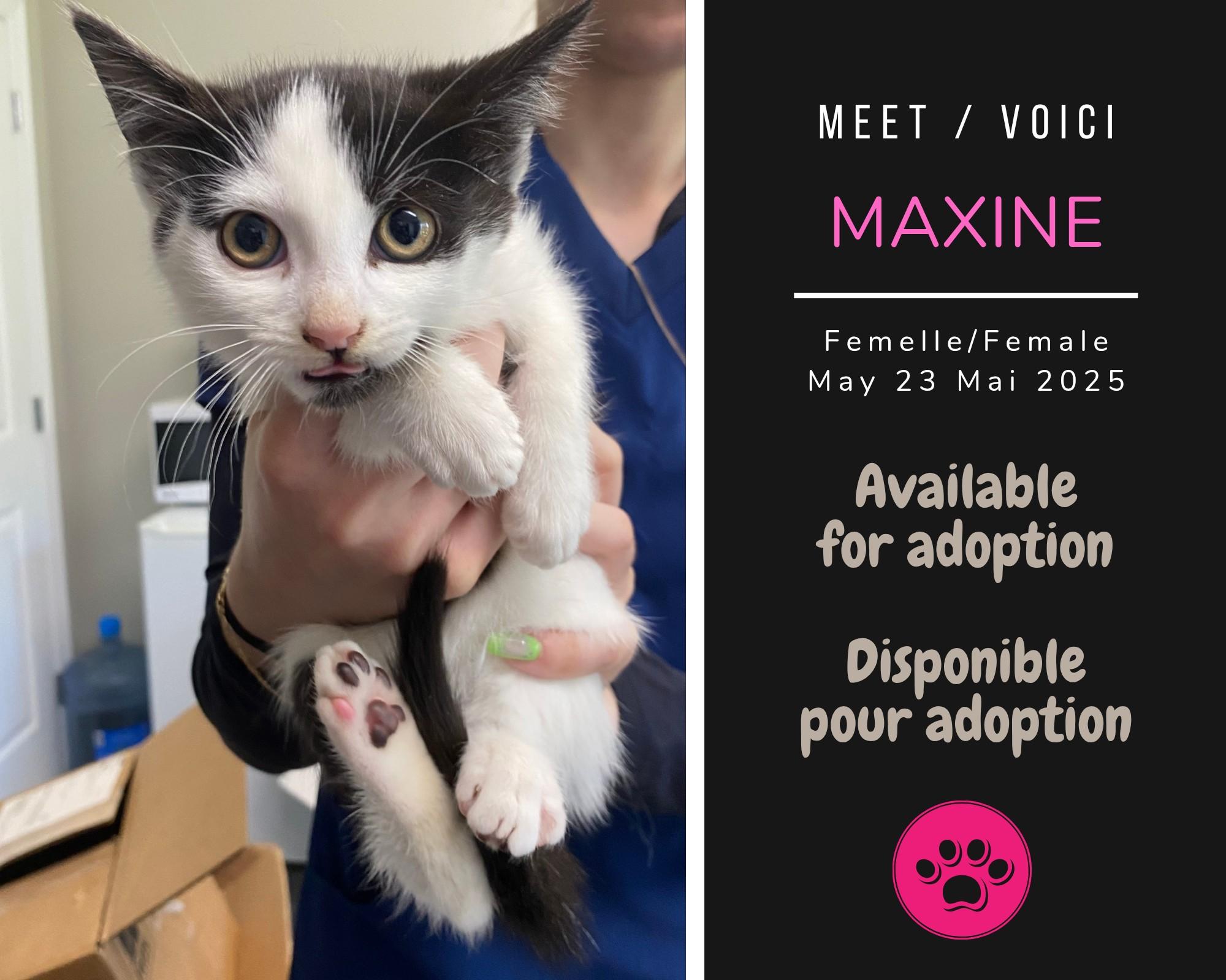 Enlarge Maxine, a Adoptable Domestic Short Hair in Dsl De Drummond, NB image 1/1