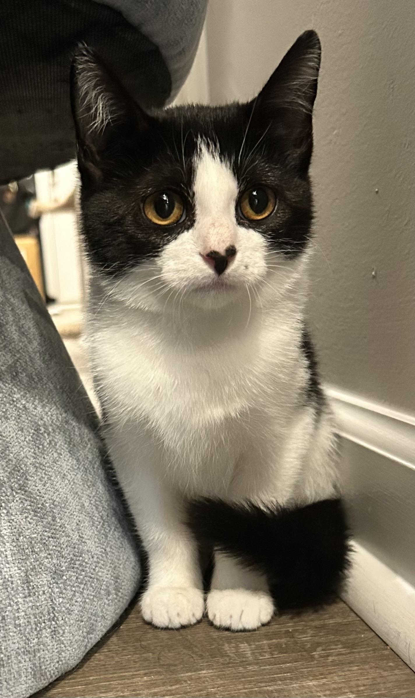 Enlarge Penelope, a ADOPTABLE mixed breed in Sanford, NC image 2/2