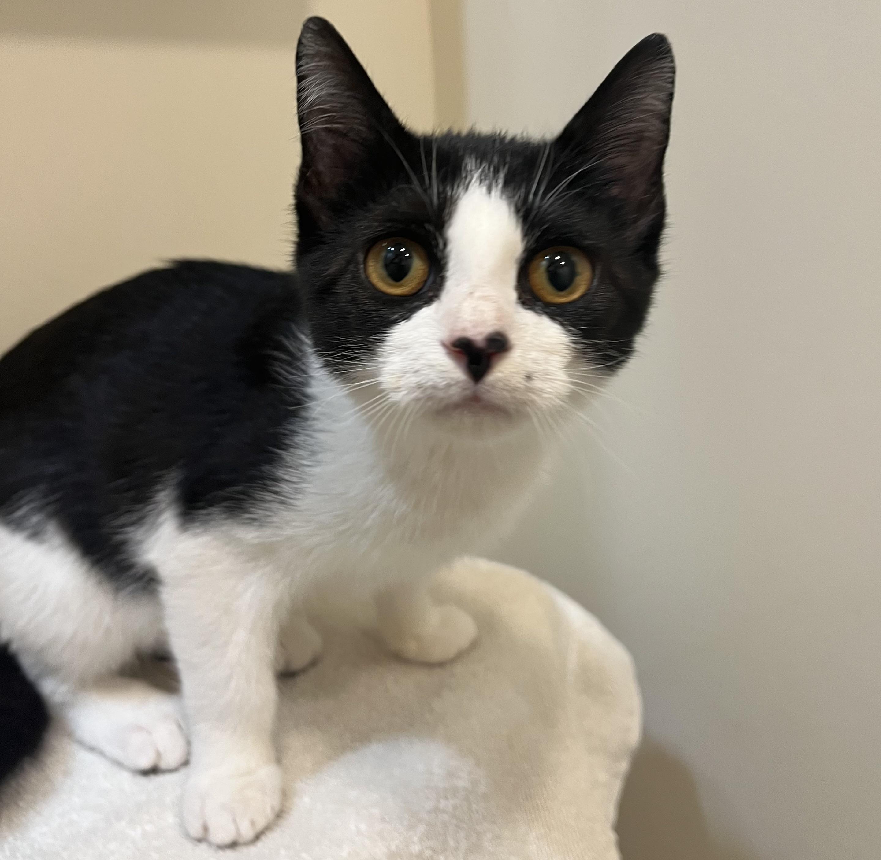 Enlarge Penelope, a ADOPTABLE mixed breed in Sanford, NC image 1/2