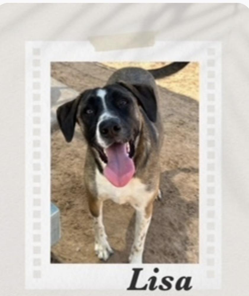 Lisa, a Adoptable mixed breed in Puerto Penasco, SON image 1/2