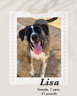 Lisa, a Adoptable mixed breed in Puerto Penasco, SON image 2/2