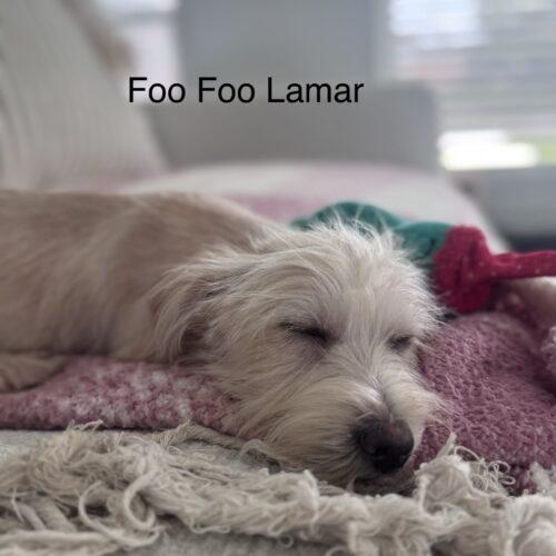 Enlarge Foo Foo Lamar, a Adoptable mixed breed in Broken Arrow, OK image 1/4