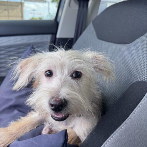 Enlarge Foo Foo Lamar, a Adoptable mixed breed in Broken Arrow, OK image 2/4