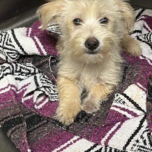 Enlarge Foo Foo Lamar, a Adoptable mixed breed in Broken Arrow, OK image 4/4