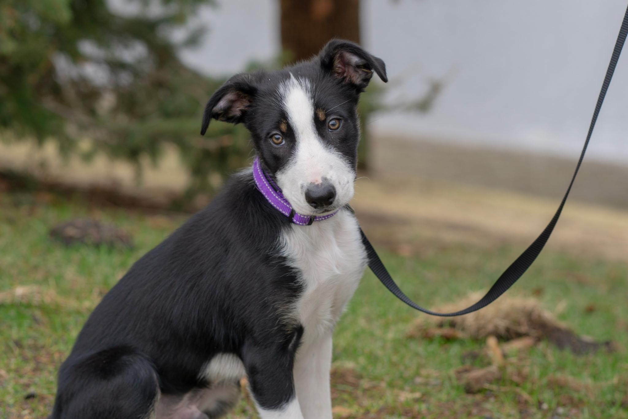 Flare, Adoptable, Puppy Male Border Collie.