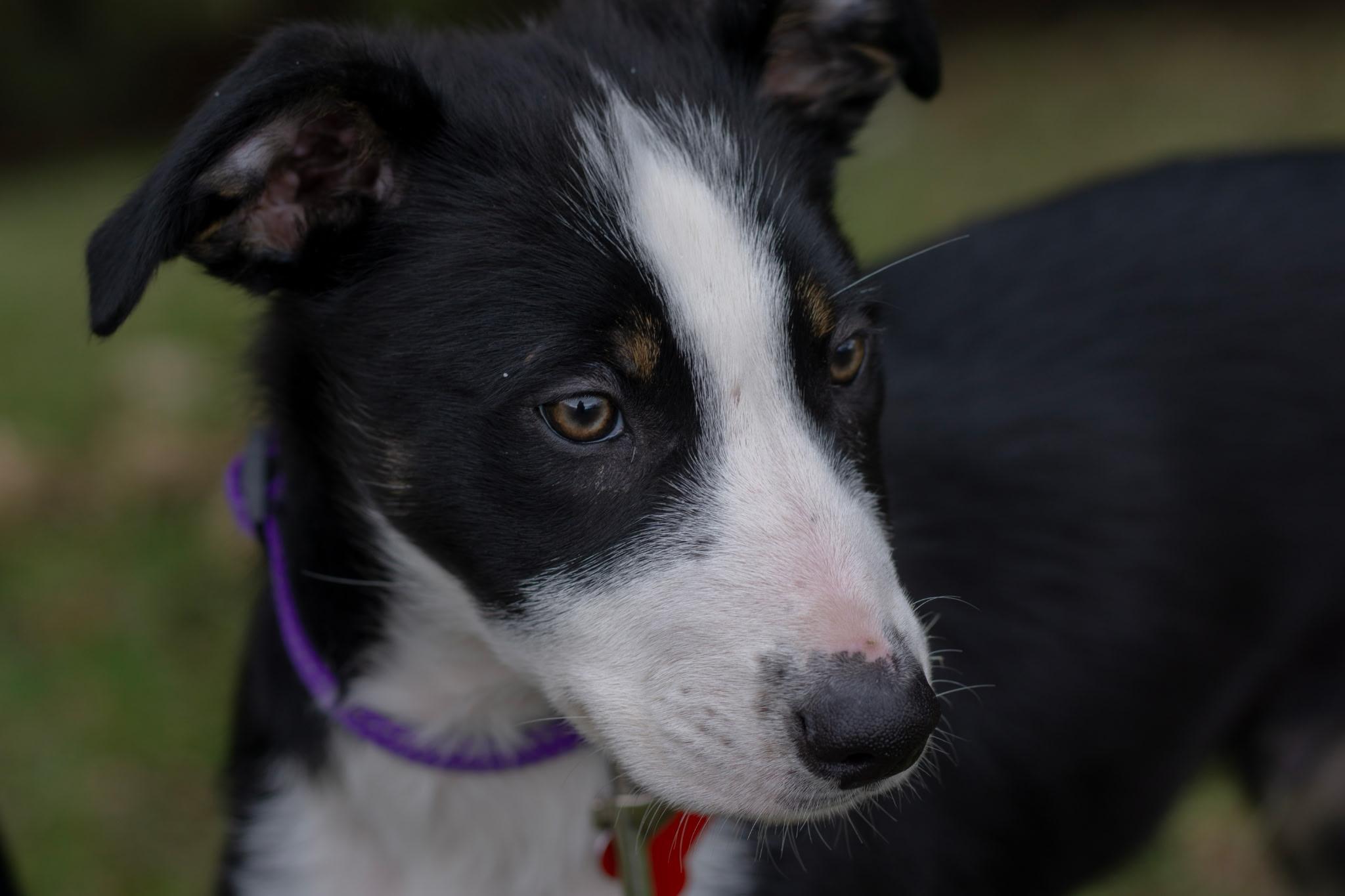 Enlarge Flare, a Adoptable mixed breed in Rochester, MN image 2/5