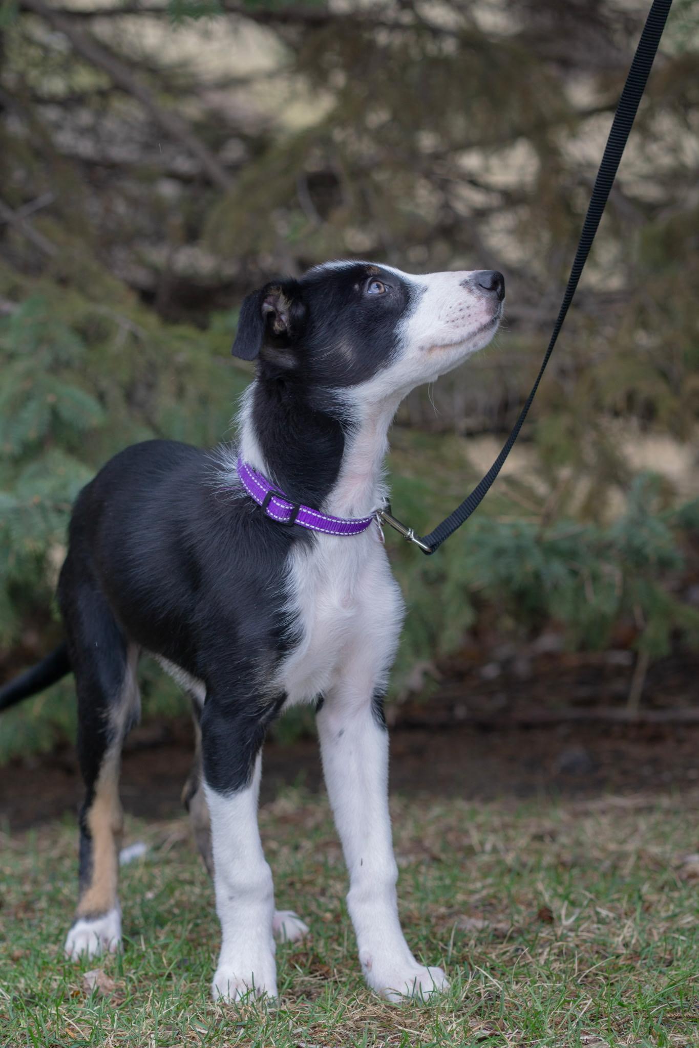 Enlarge Flare, a Adoptable mixed breed in Rochester, MN image 3/5