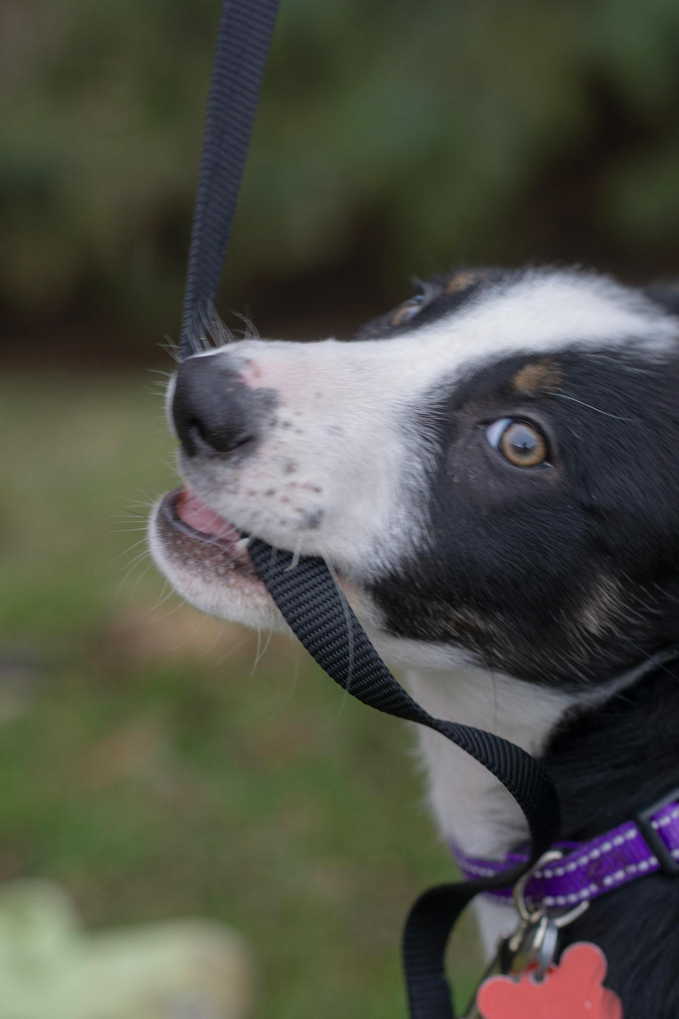 Enlarge Flare, a Adoptable mixed breed in Rochester, MN image 4/5