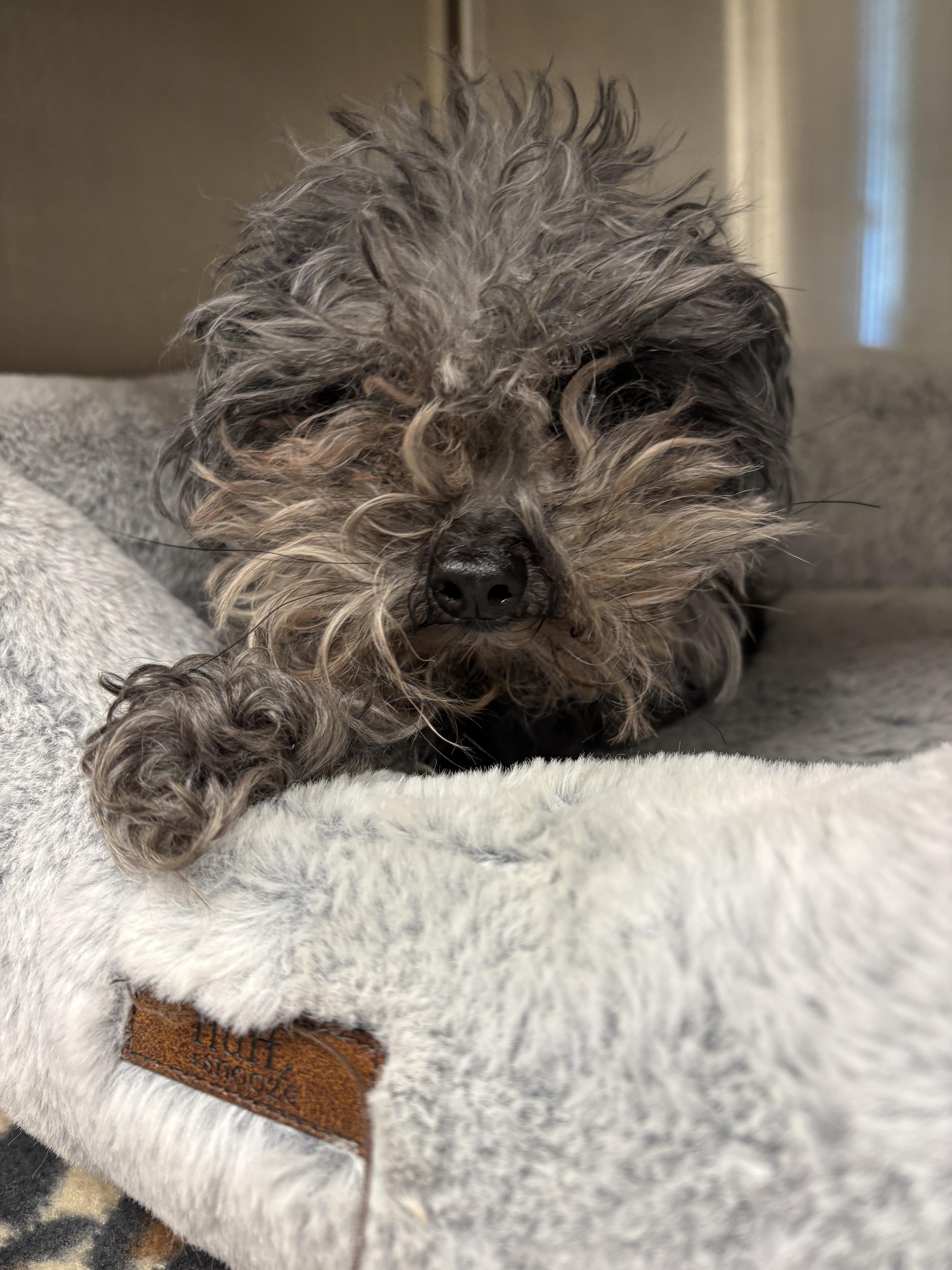 Enlarge Diesel, an adopted mixed breed in Liberty, MO image 1/2