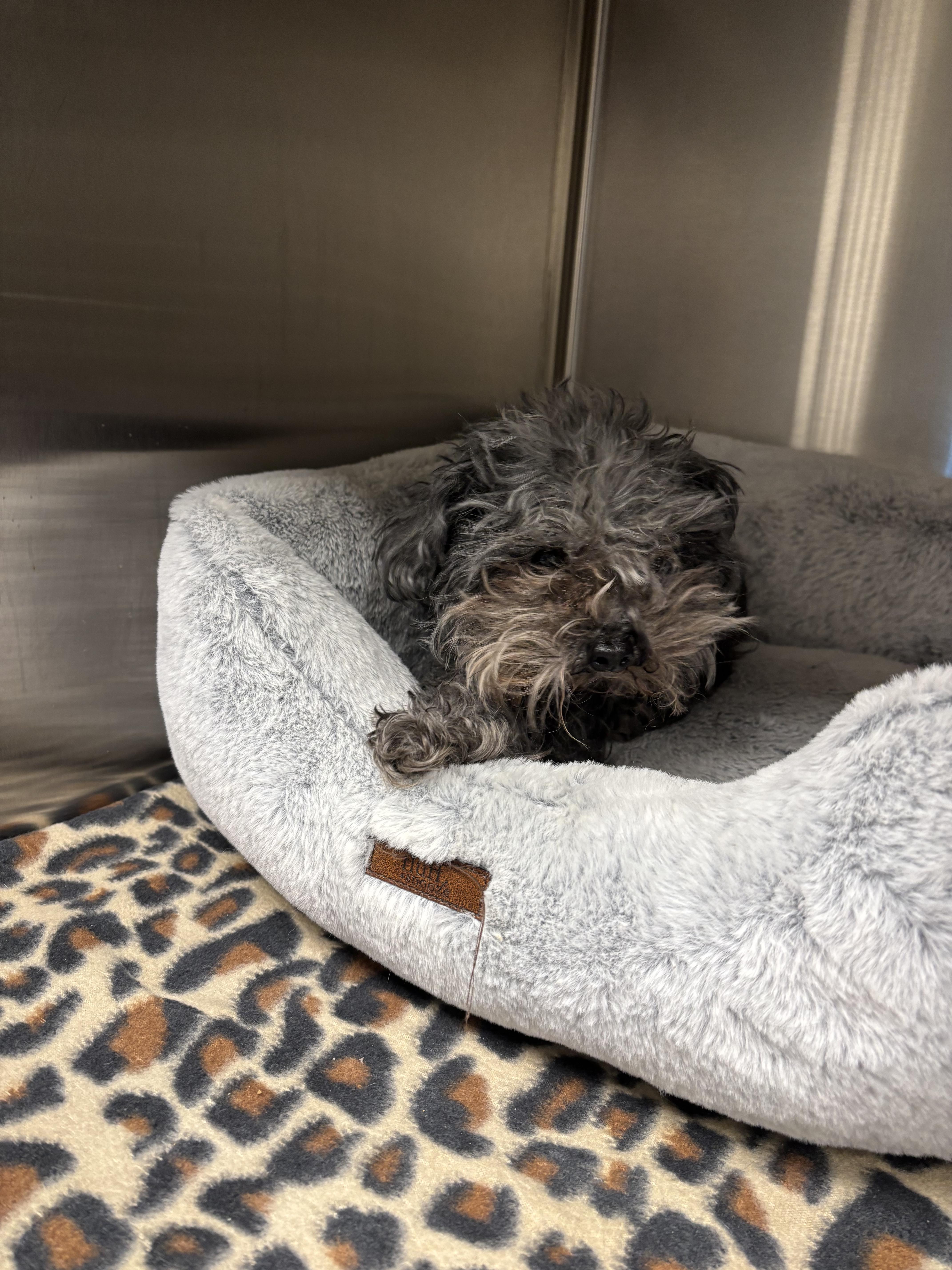 Enlarge Diesel, an adopted mixed breed in Liberty, MO image 2/2