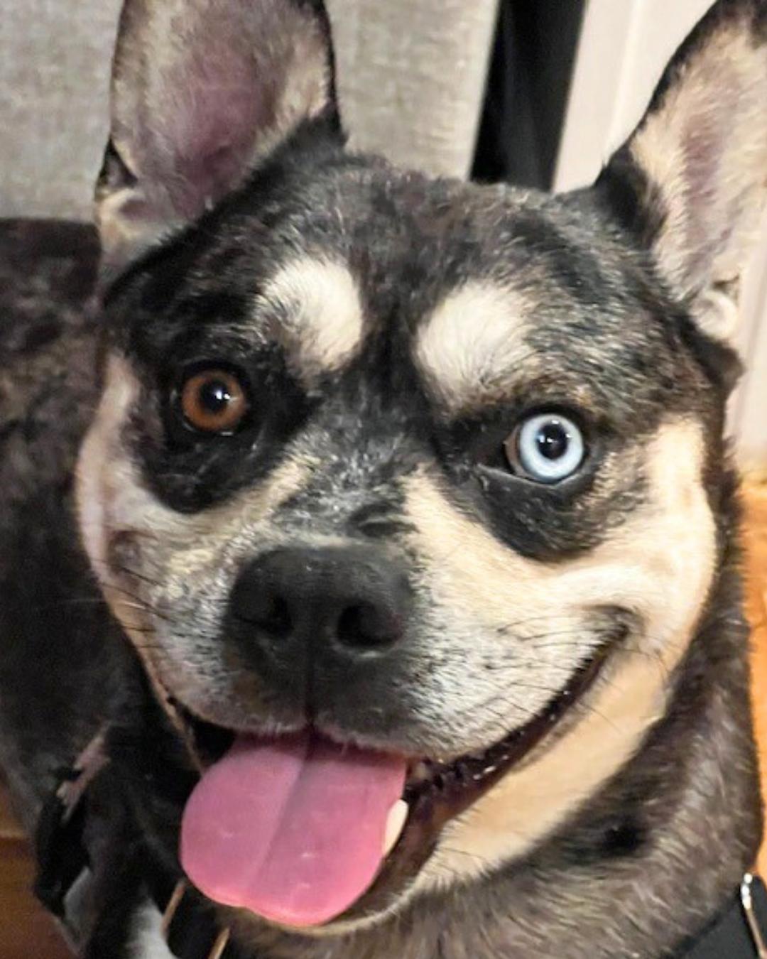 Enlarge Rome, a Adoptable mixed breed in Valley Village, CA image 2/5