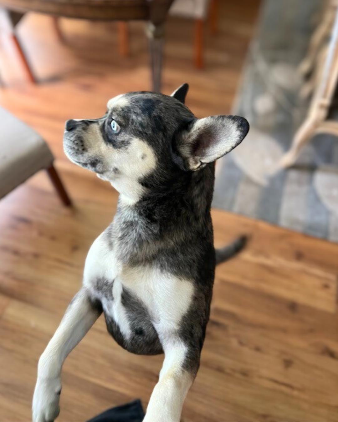 Enlarge Rome, a Adoptable mixed breed in Valley Village, CA image 3/5