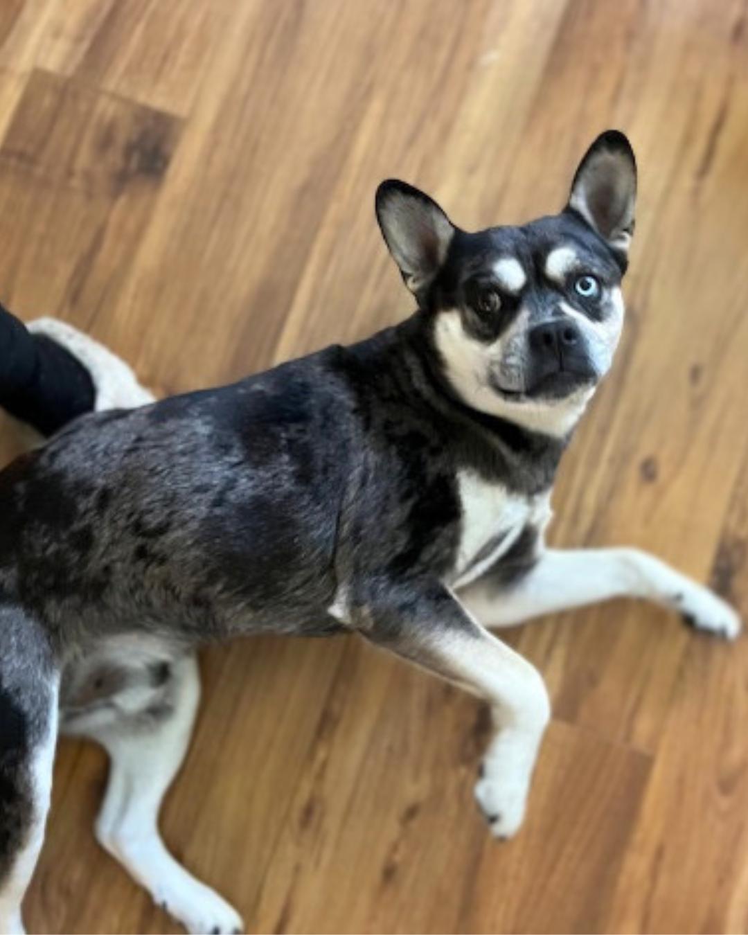 Enlarge Rome, a Adoptable mixed breed in Valley Village, CA image 4/5