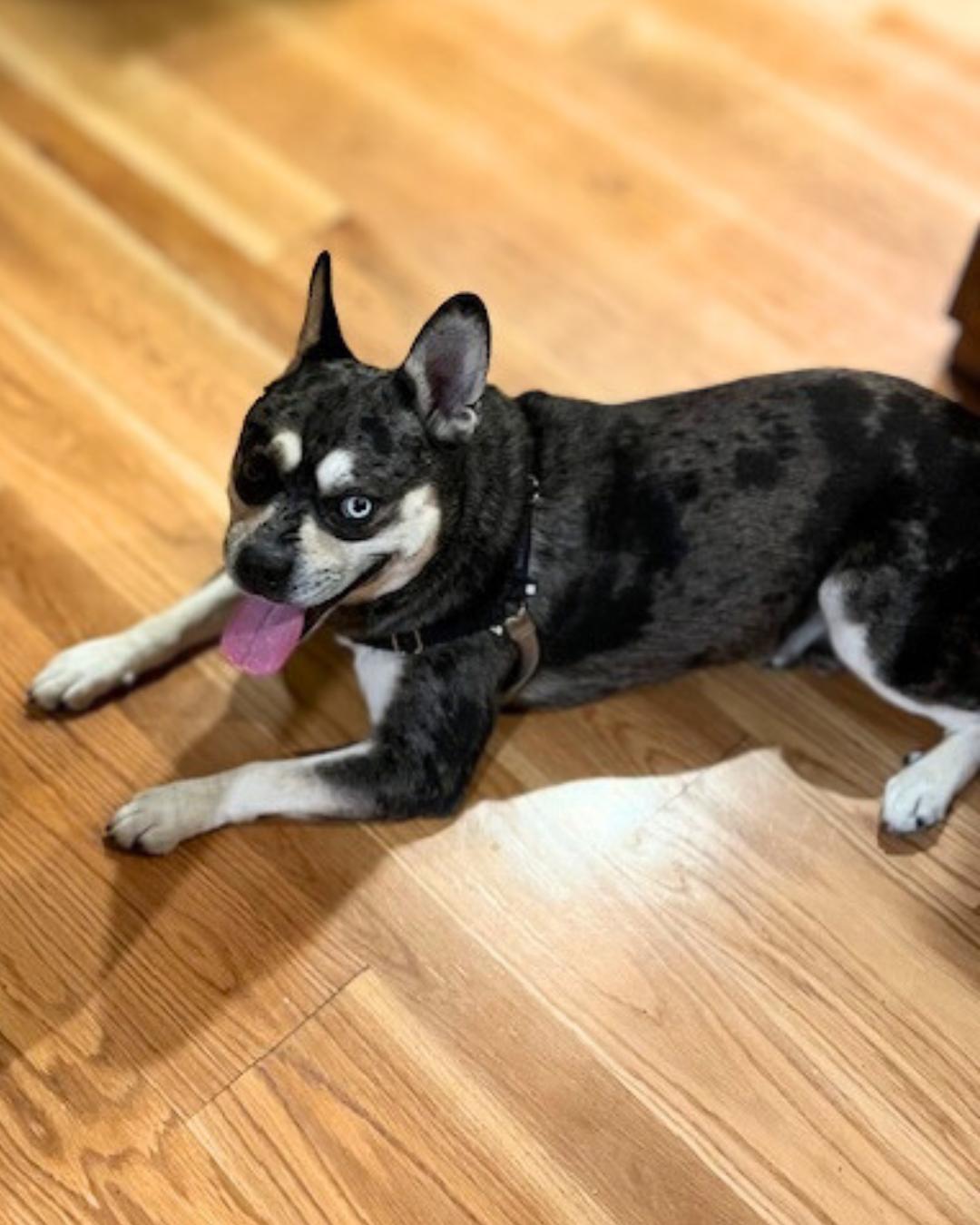 Enlarge Rome, a Adoptable mixed breed in Valley Village, CA image 5/5