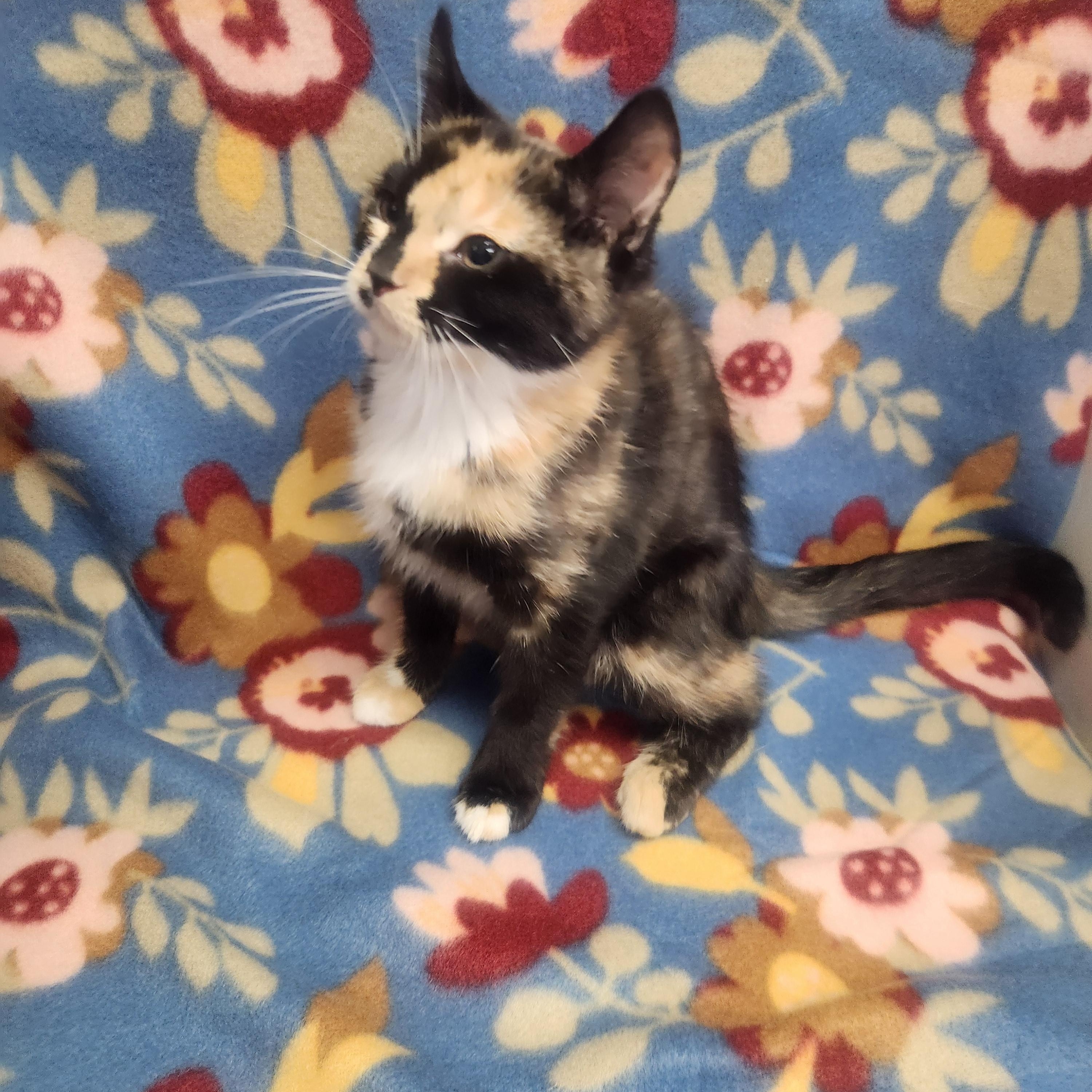 Charlize aka charlie, a ADOPTABLE Domestic Short Hair in Hagerstown, MD image 2/4