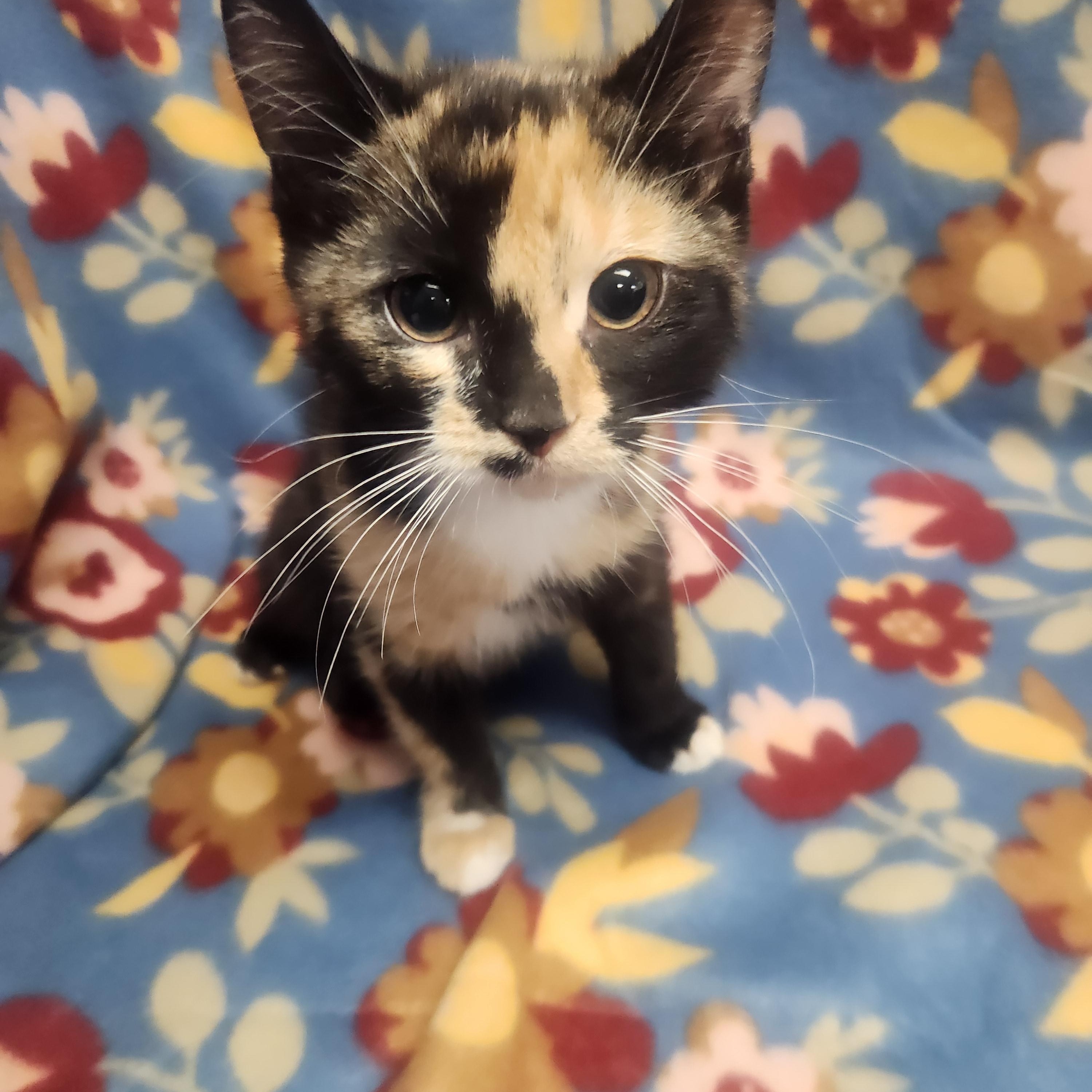 Charlize aka charlie, ADOPTABLE, Kitten Female Domestic Short Hair.
