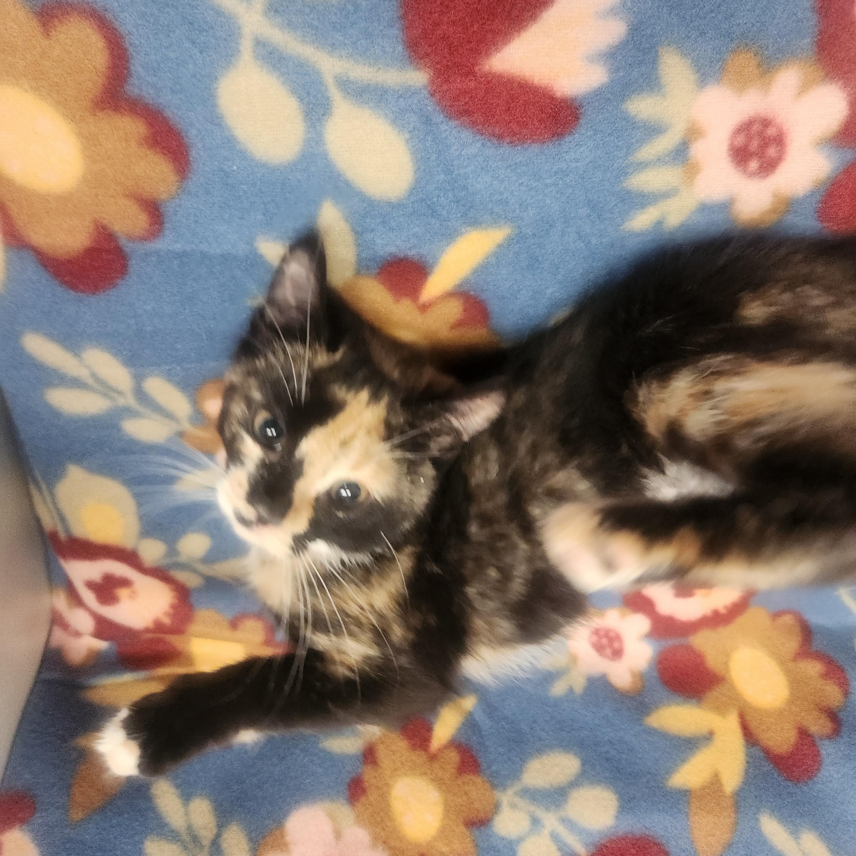 Charlize aka charlie, a ADOPTABLE Domestic Short Hair in Hagerstown, MD image 3/4