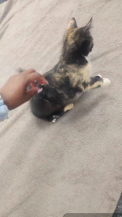 Enlarge Charlize aka charlie, a ADOPTABLE Domestic Short Hair in Hagerstown, MD video 4/4