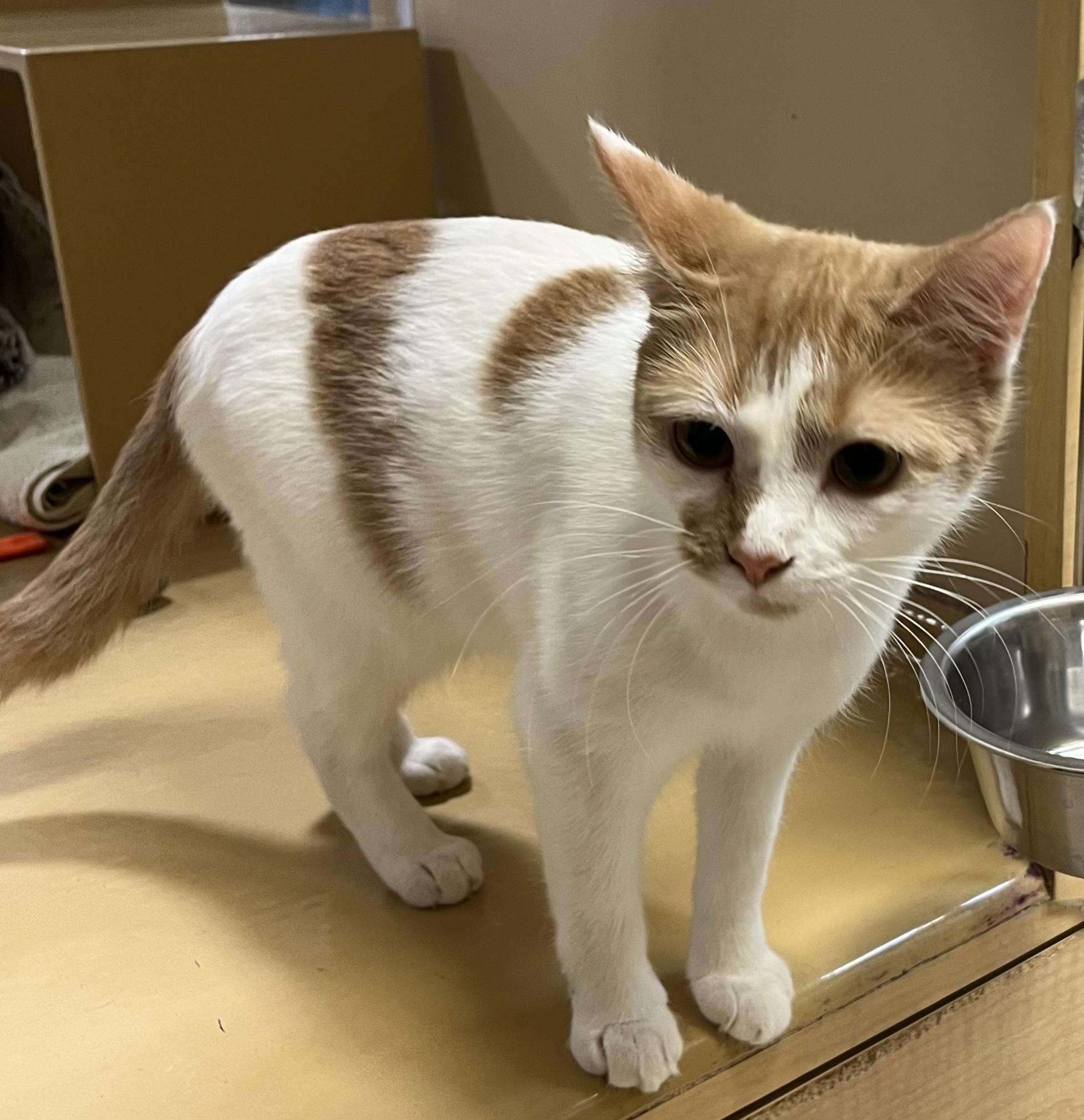 Enlarge Gigi, a Adopted American Shorthair in Monroe, NC image 1/1