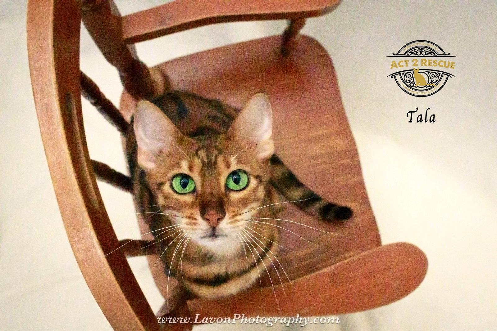 Tala 2, Adoptable, Adult Female Bengal & Tiger.