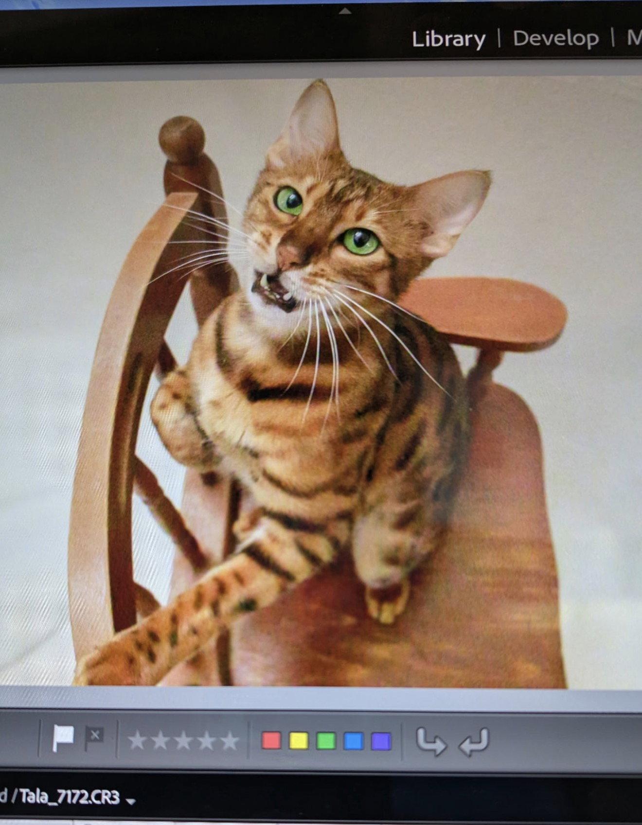 Enlarge Tala 2, a Adoptable mixed breed in Riverside, CA image 2/3