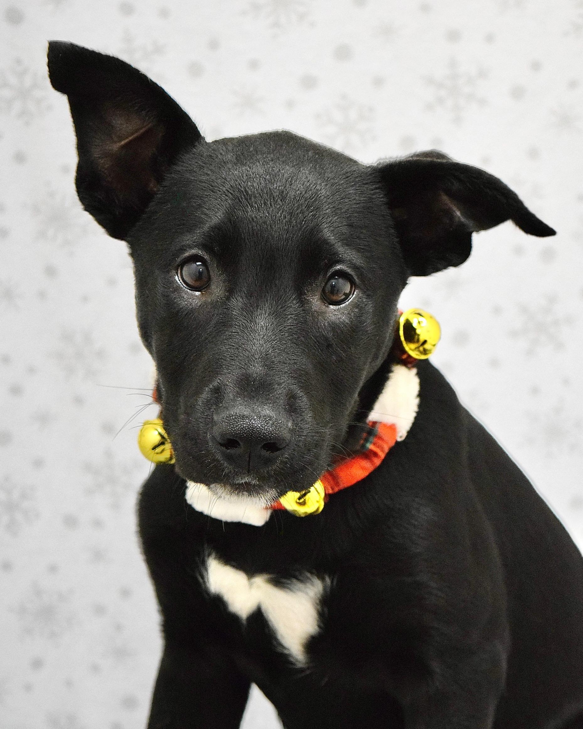 Bagheera, ADOPTABLE, Puppy Male Pit Bull Terrier & Shepherd.