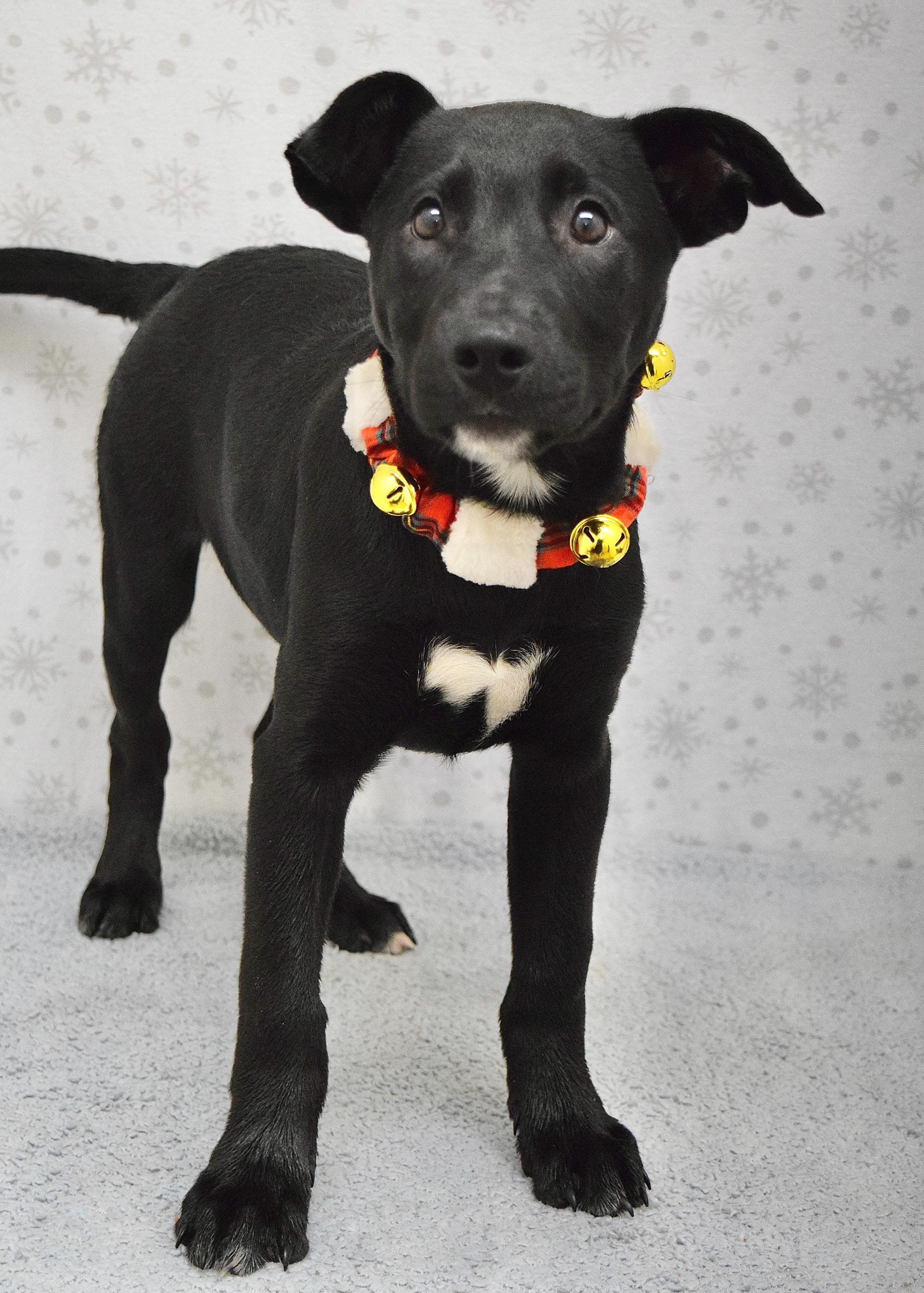 Enlarge Bagheera, a ADOPTABLE mixed breed in Dublin, CA image 3/3