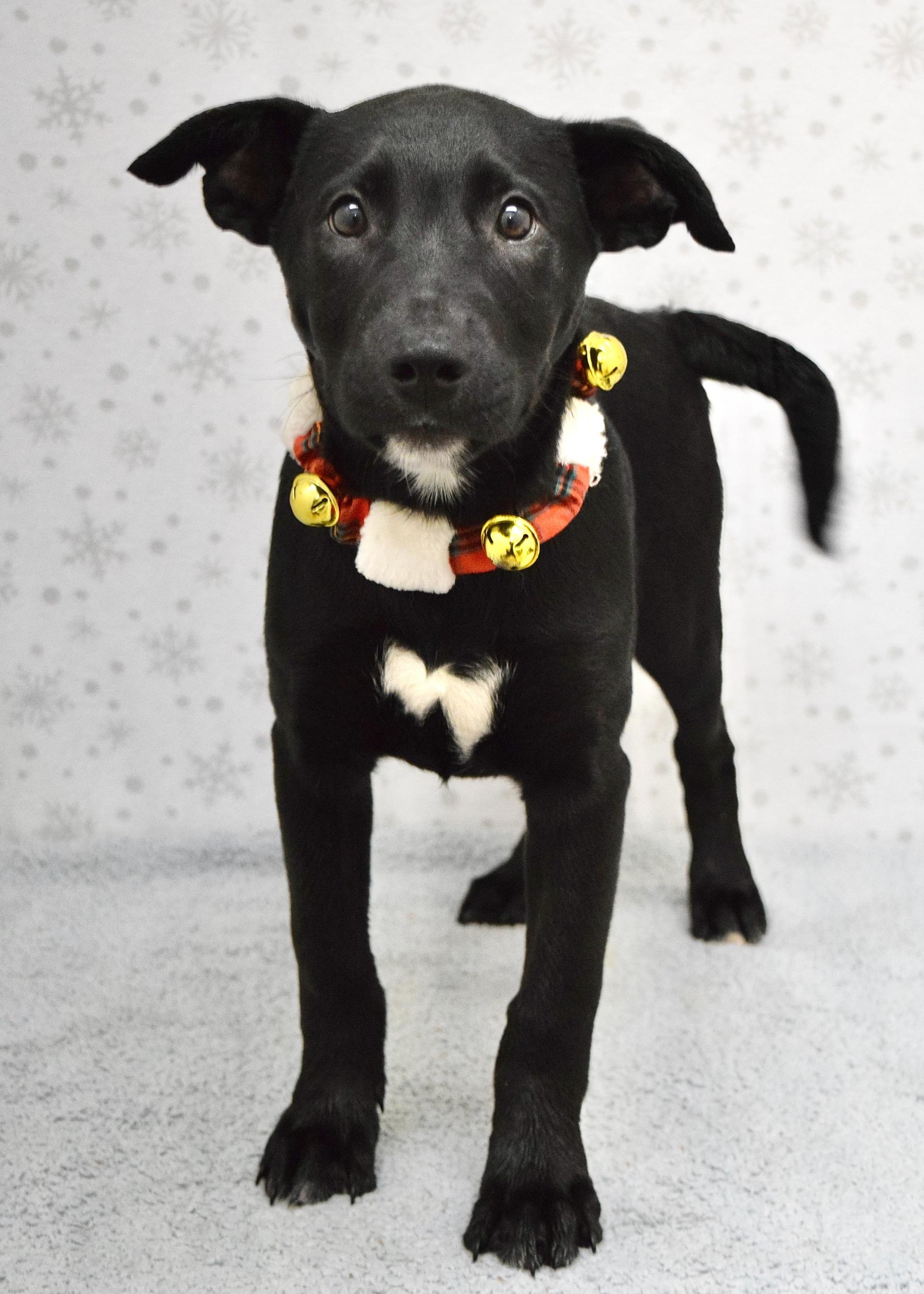 Enlarge Bagheera, a ADOPTABLE mixed breed in Dublin, CA image 2/3