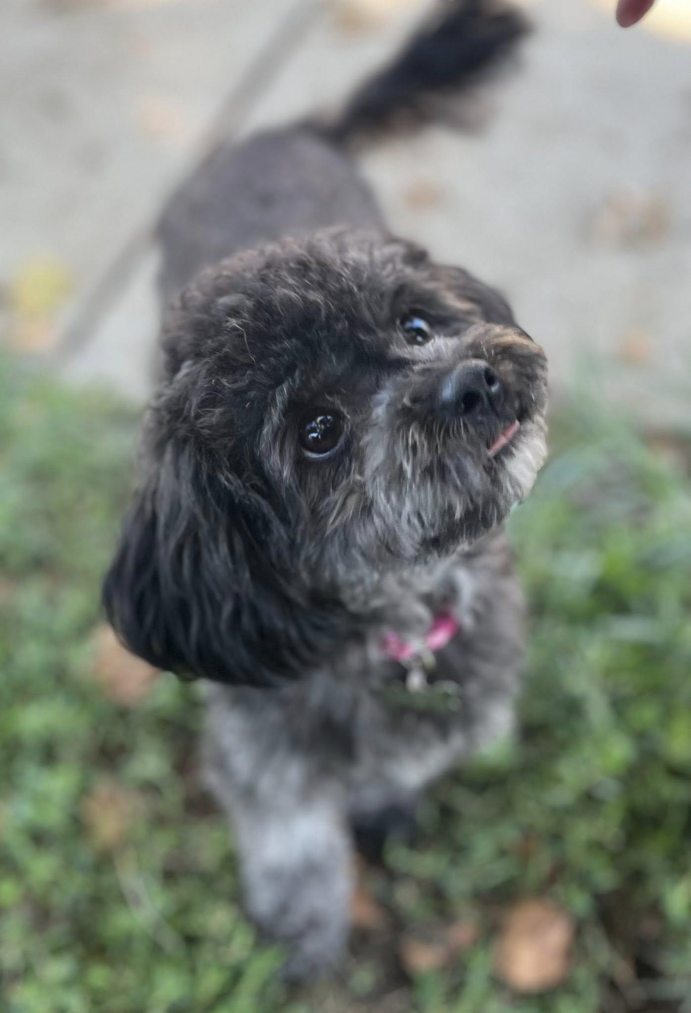 SOFIA THE BEAUTIFUL!!!, a Adopted mixed breed in woodland, CA image 1/6