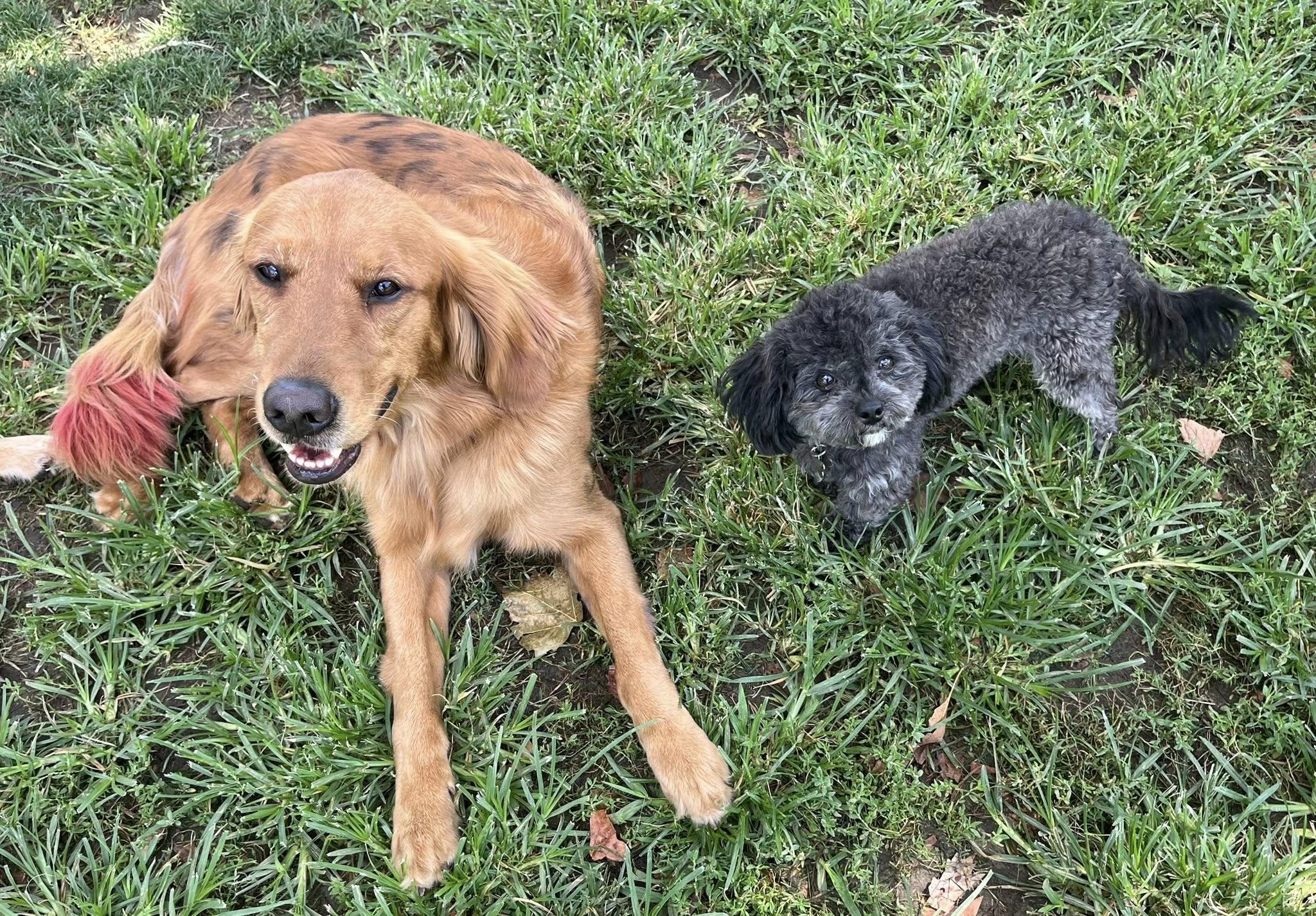 SOFIA THE BEAUTIFUL!!!, a Adopted mixed breed in woodland, CA image 2/6