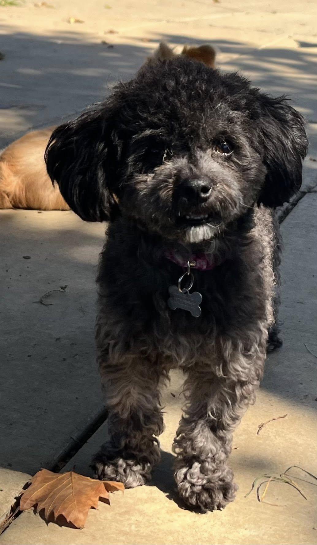 SOFIA THE BEAUTIFUL!!!, a Adopted mixed breed in woodland, CA image 3/6