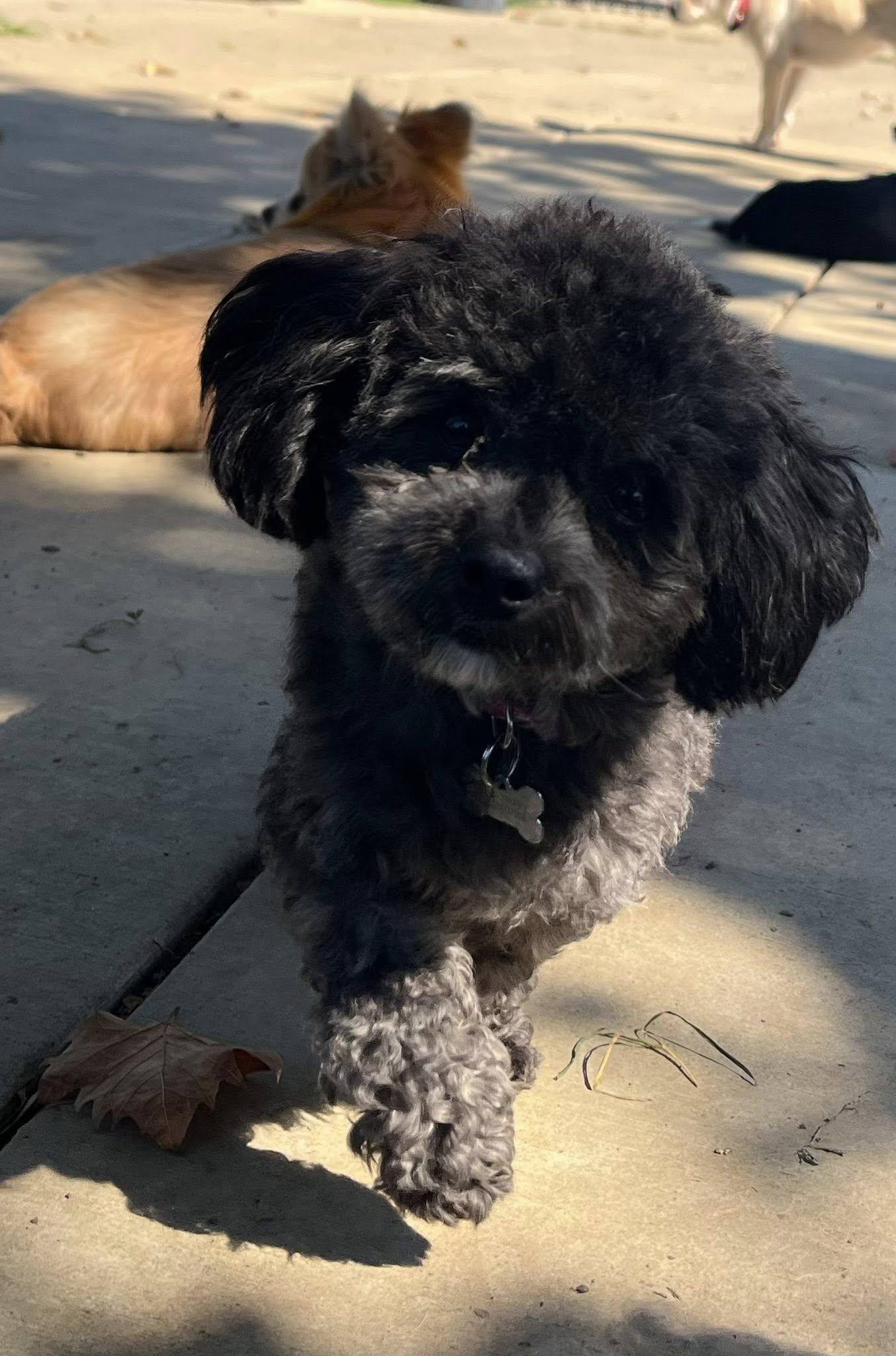 SOFIA THE BEAUTIFUL!!!, a Adopted mixed breed in woodland, CA image 4/6