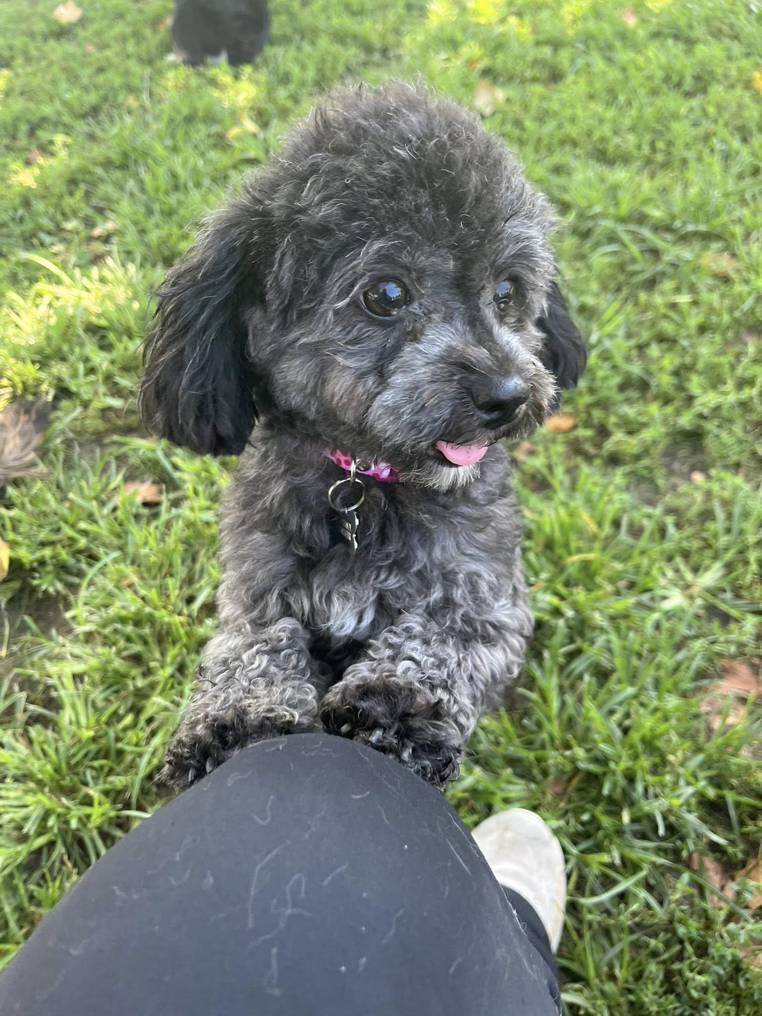 SOFIA THE BEAUTIFUL!!!, a Adopted mixed breed in woodland, CA image 5/6