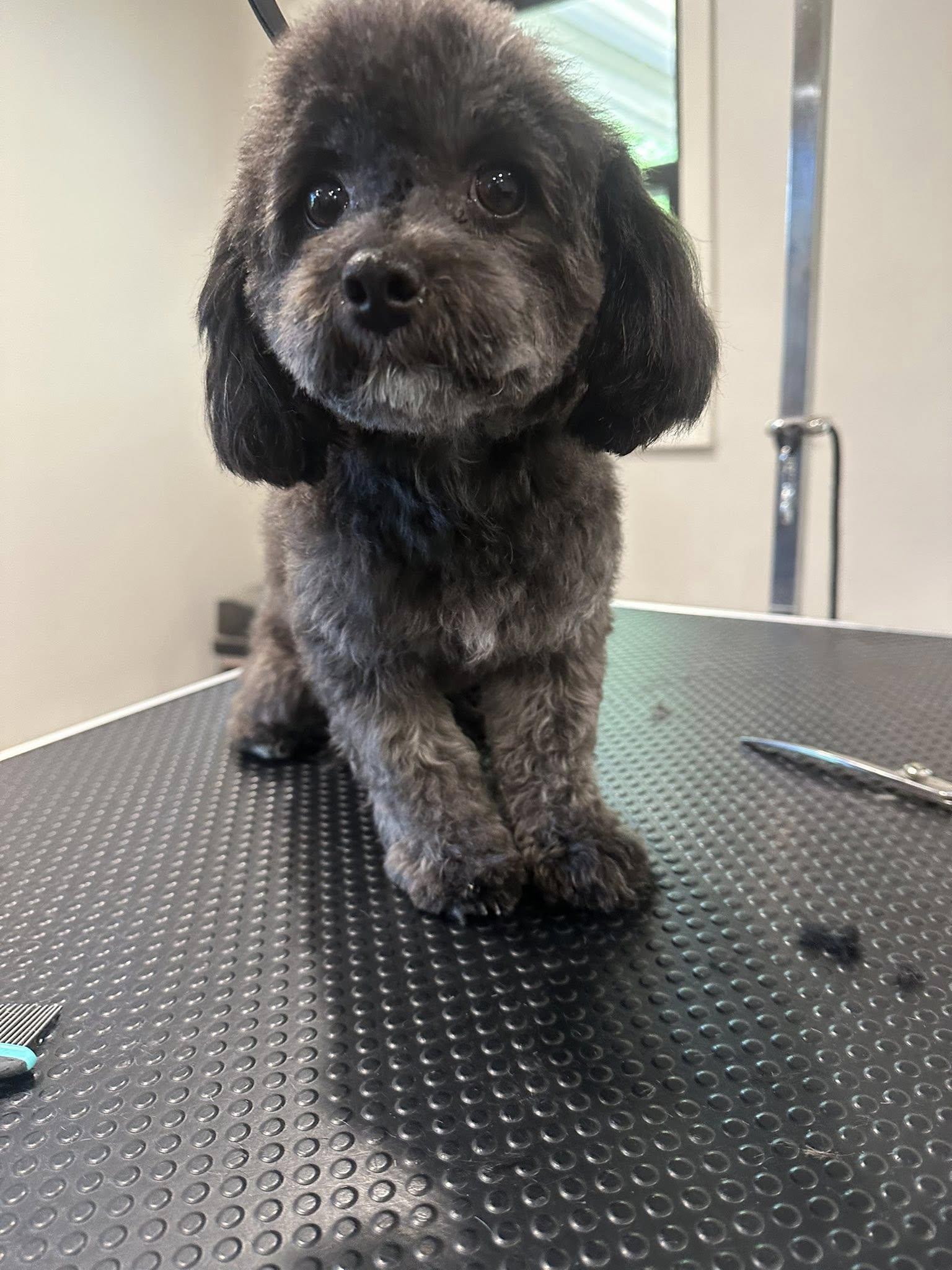 SOFIA THE BEAUTIFUL!!!, a Adopted mixed breed in woodland, CA image 6/6