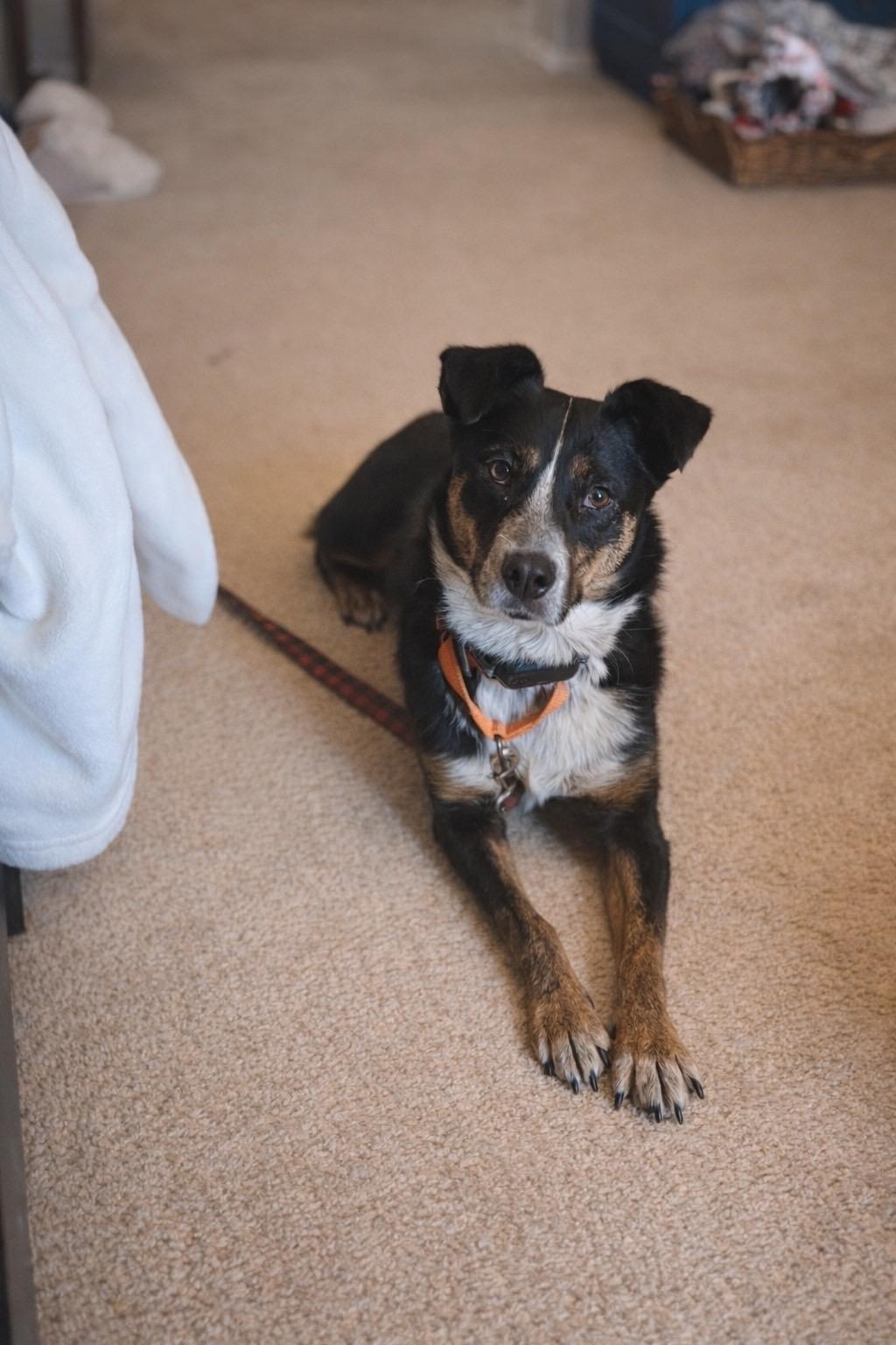 Enlarge Lucy Goosey, a ADOPTABLE mixed breed in Murrieta, CA image 4/6